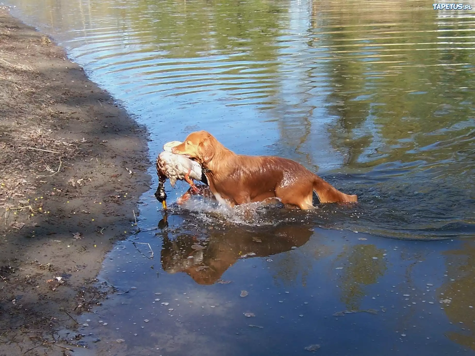 Retriever z Nowej Szkocji, kaczka