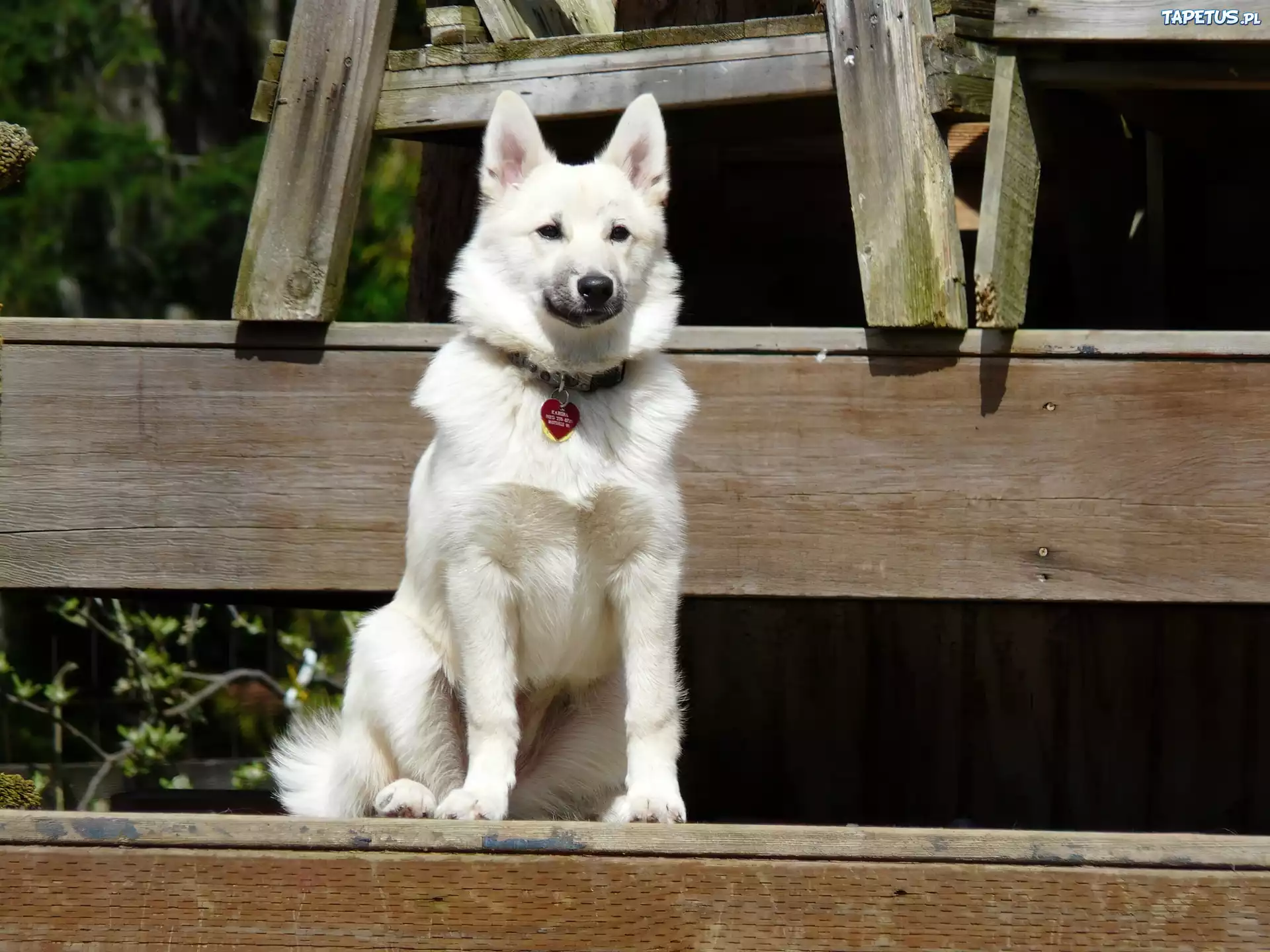 Norweski Buhund