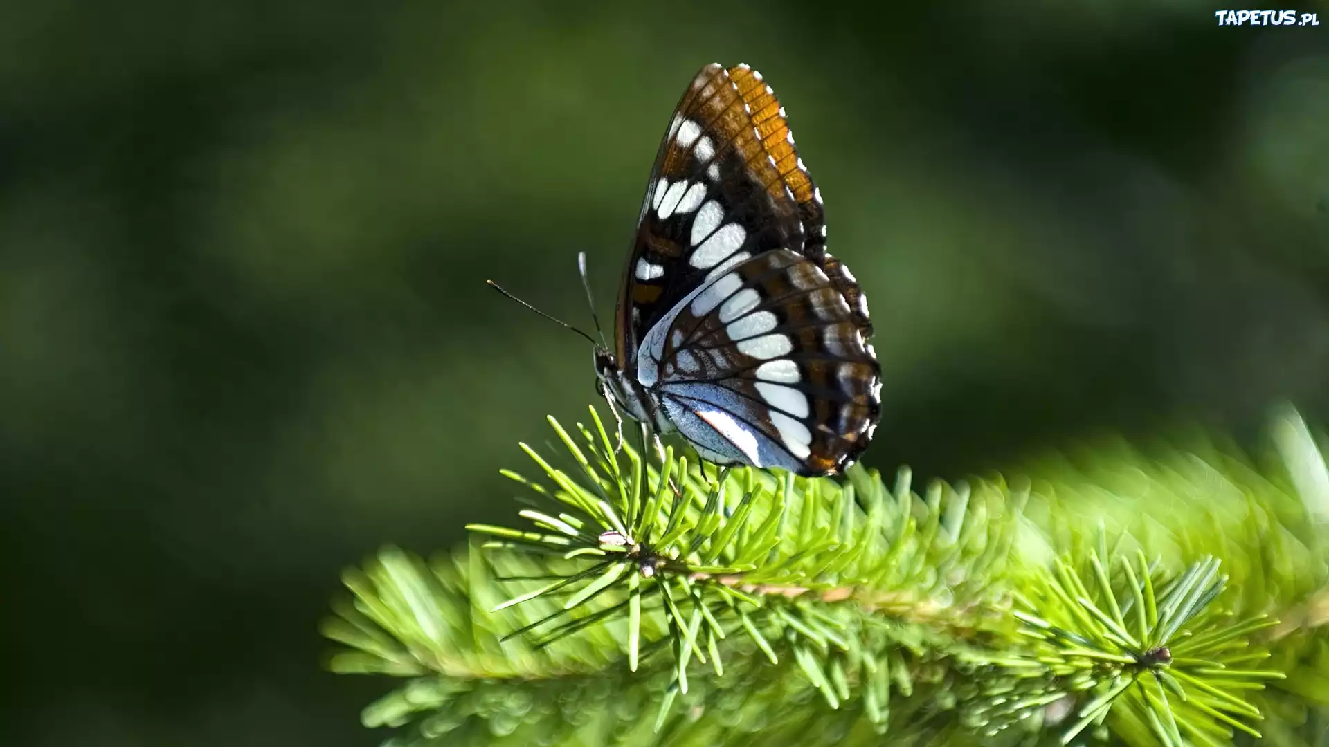Zielona, Gałązka, Piękny, Motyl