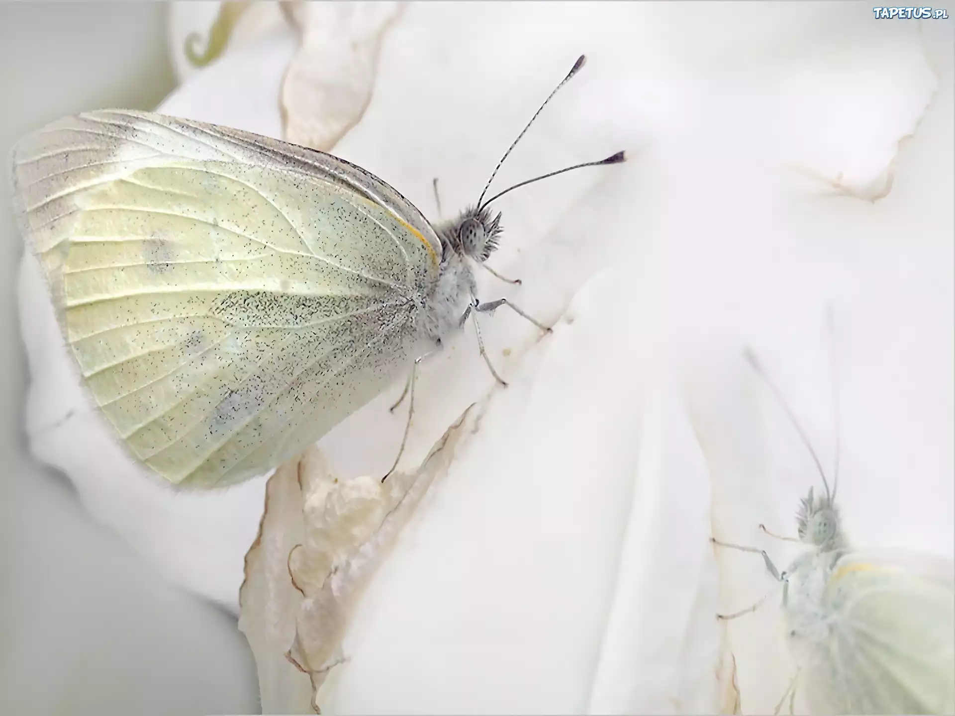 Biały, Motyl, Bielinek