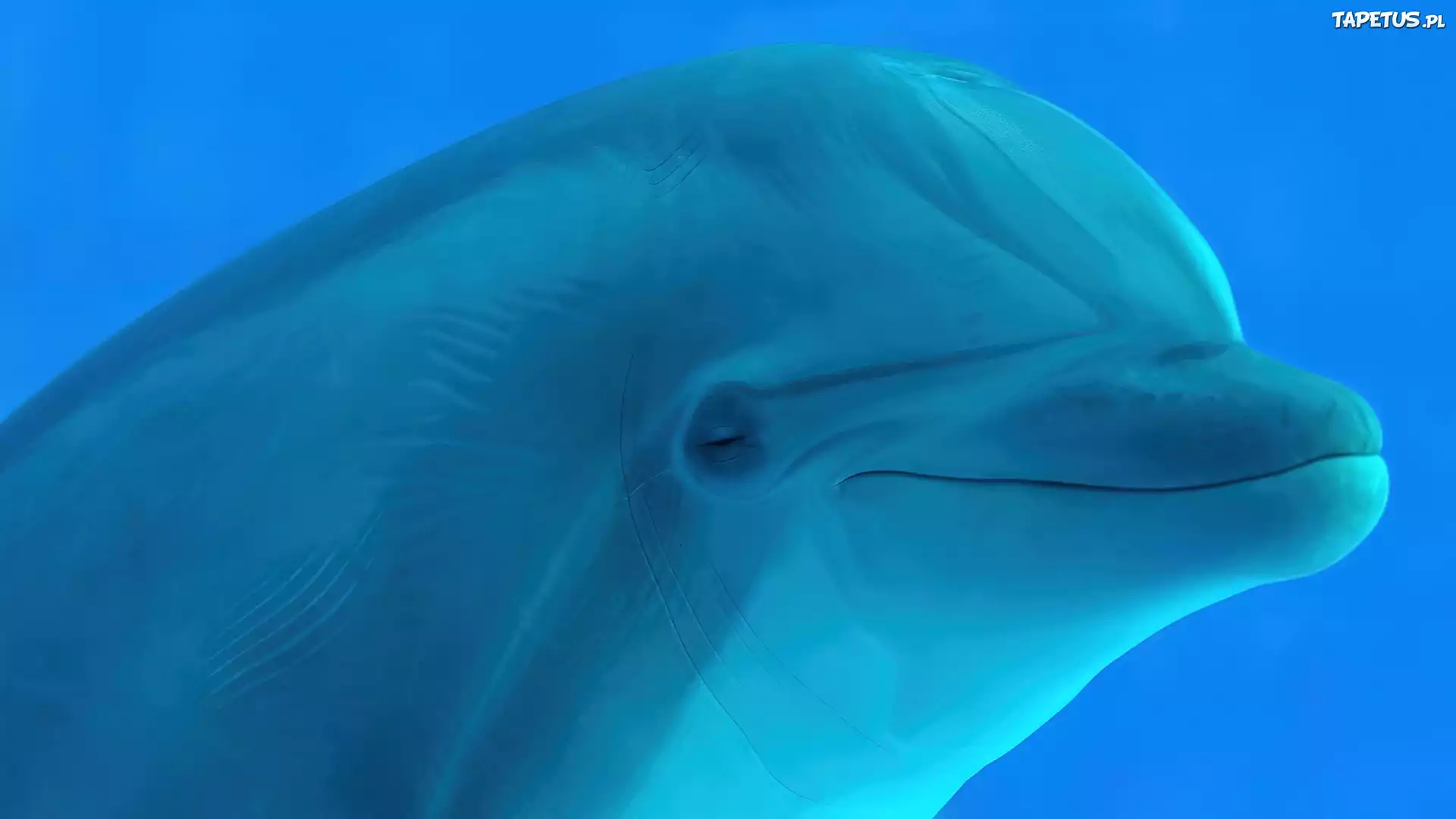 Biały, Delfin