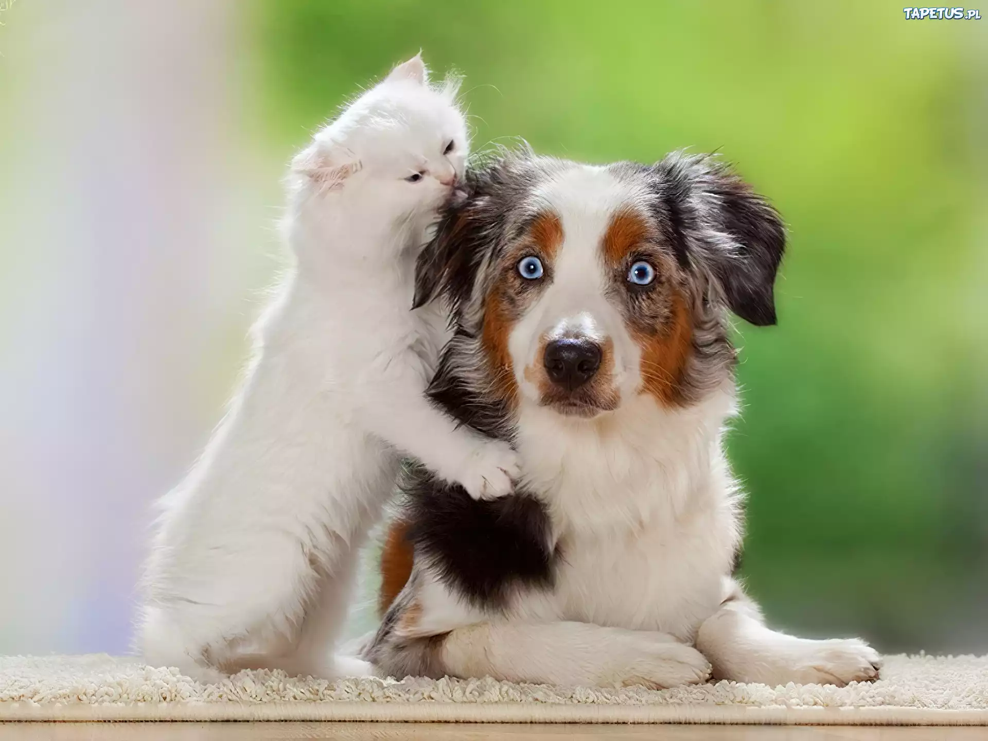 Kot, Pies, Owczarek australijski-australian shepherd