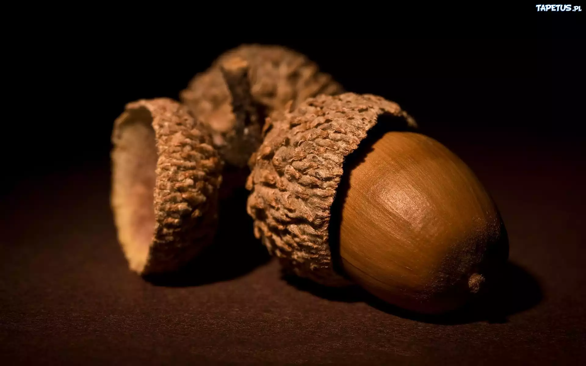 Żołędzie, Owoce, Dębu