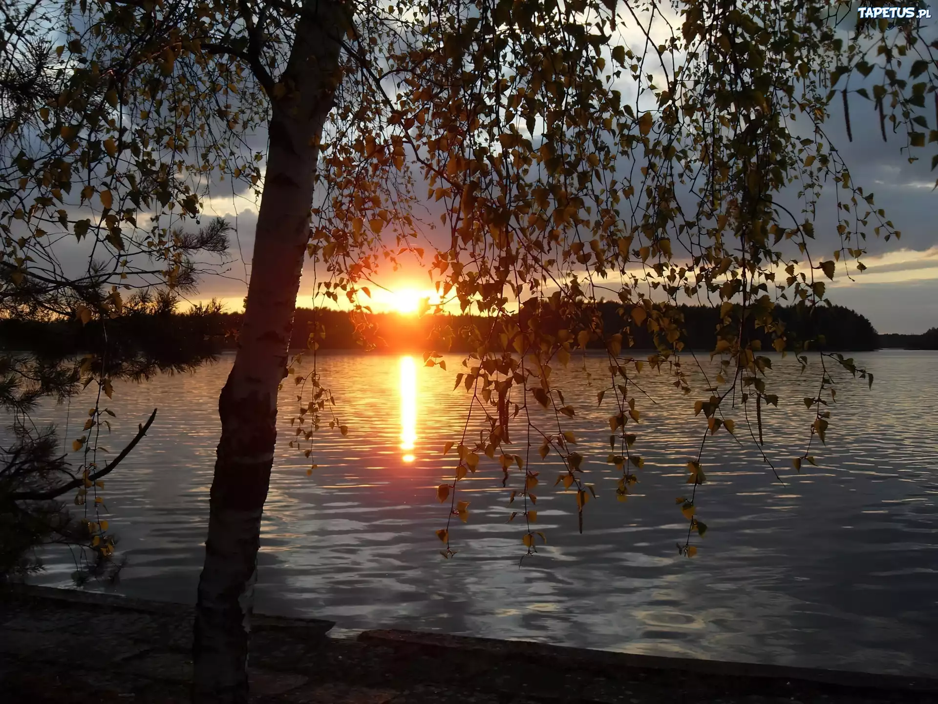 Jezioro, Zachód, Słońca, Drzewo