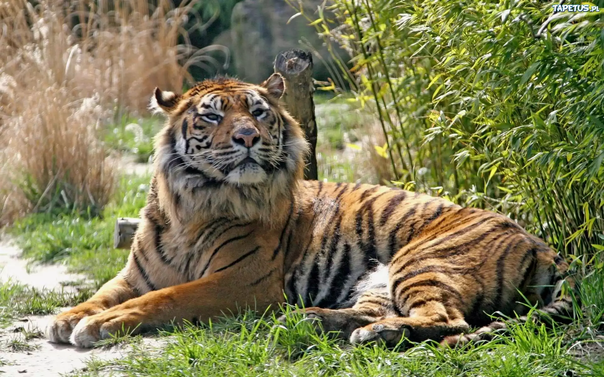 Leżący, Tygrys, Trawy