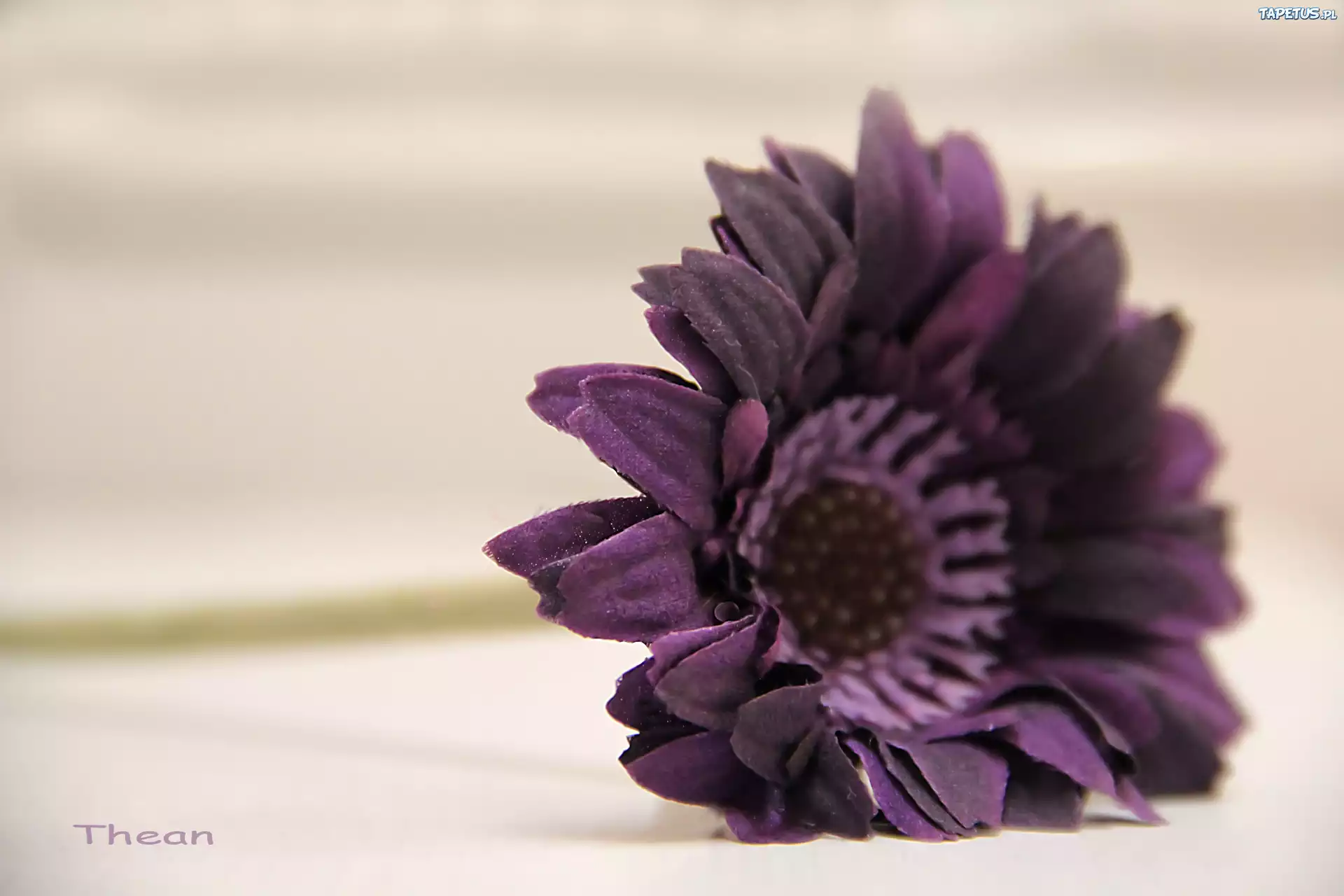 Fioletowa, Gerbera
