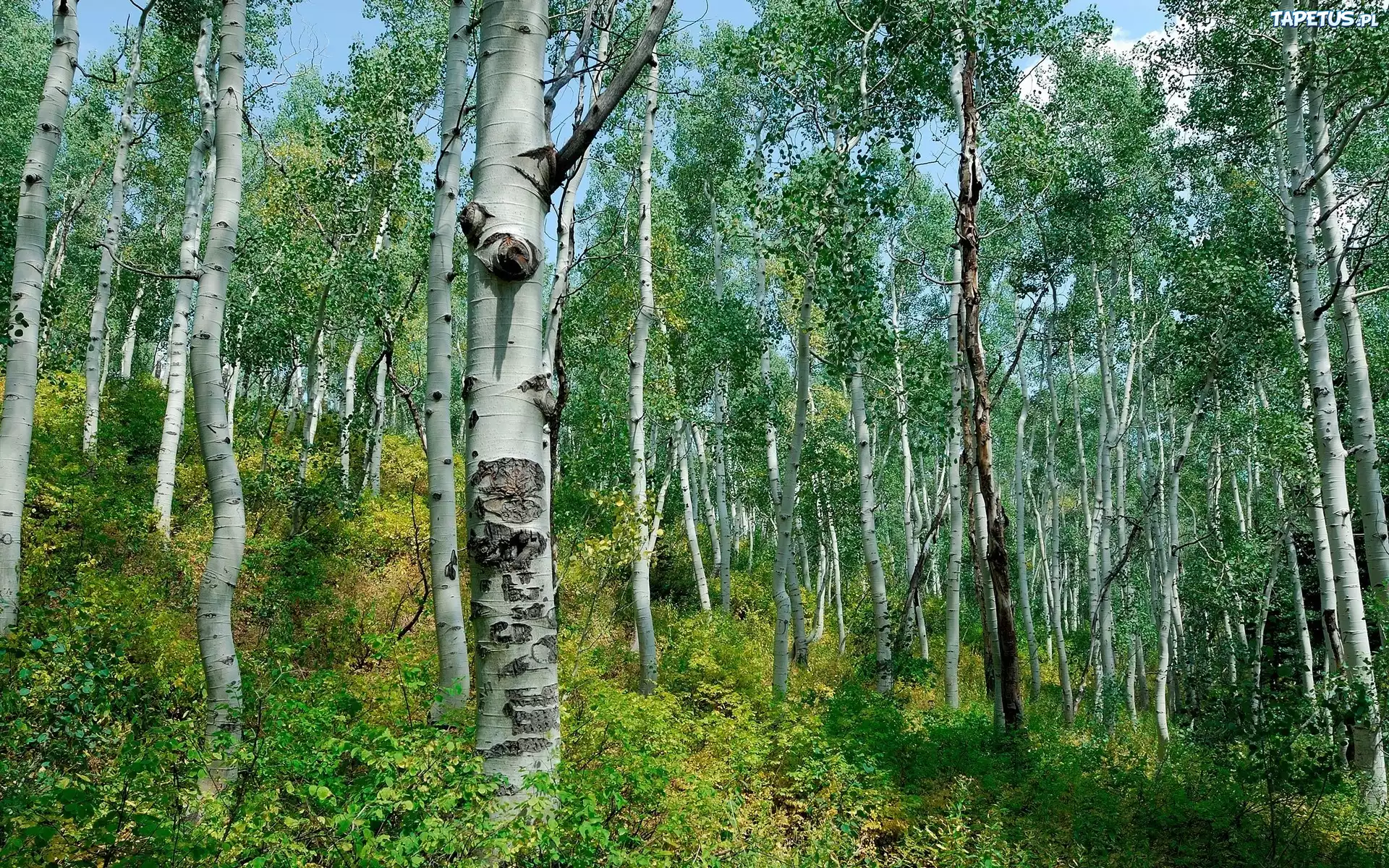 Brzozy, Stok, Wiosna, Las
