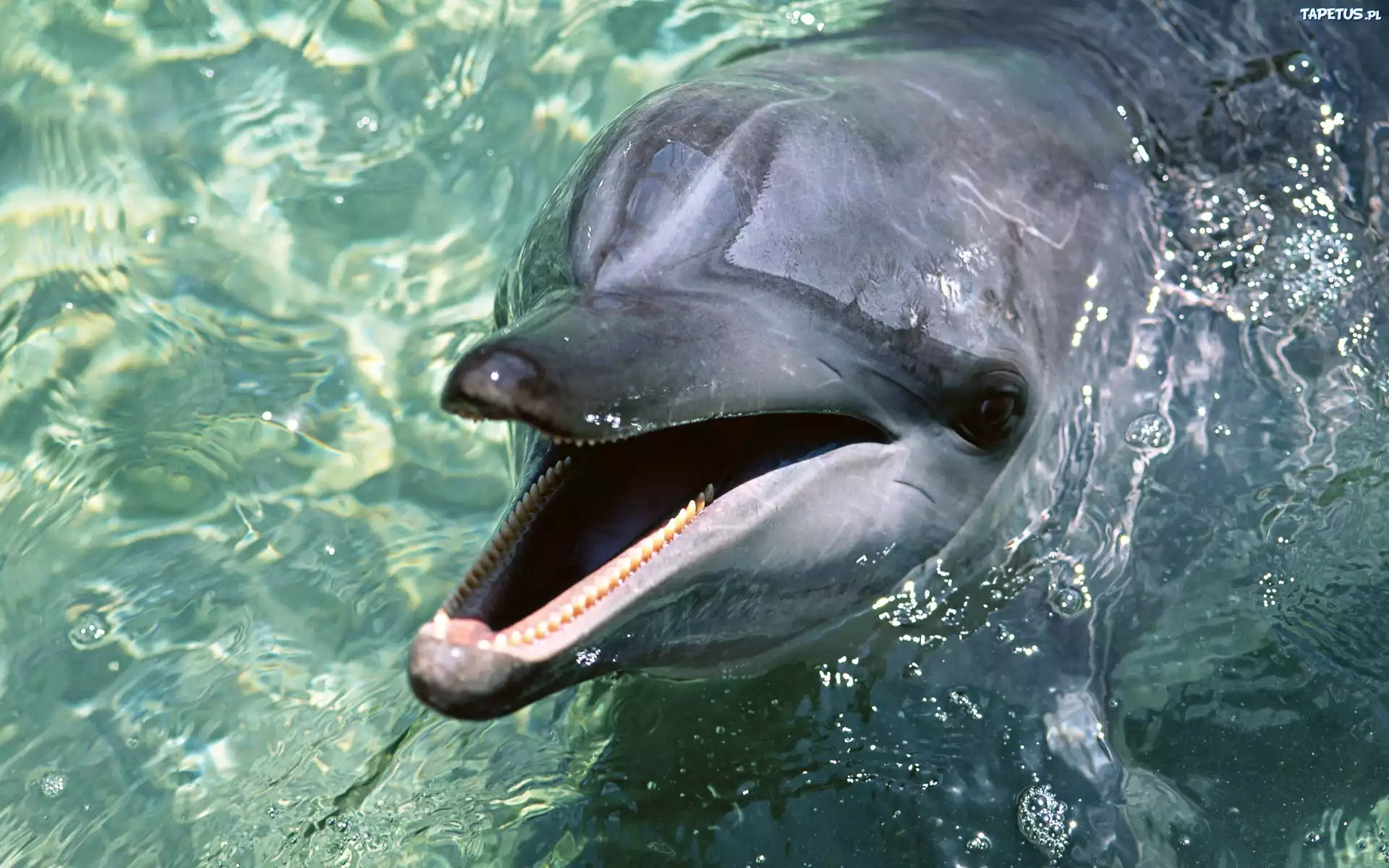 Delfin, Ząbki, Woda
