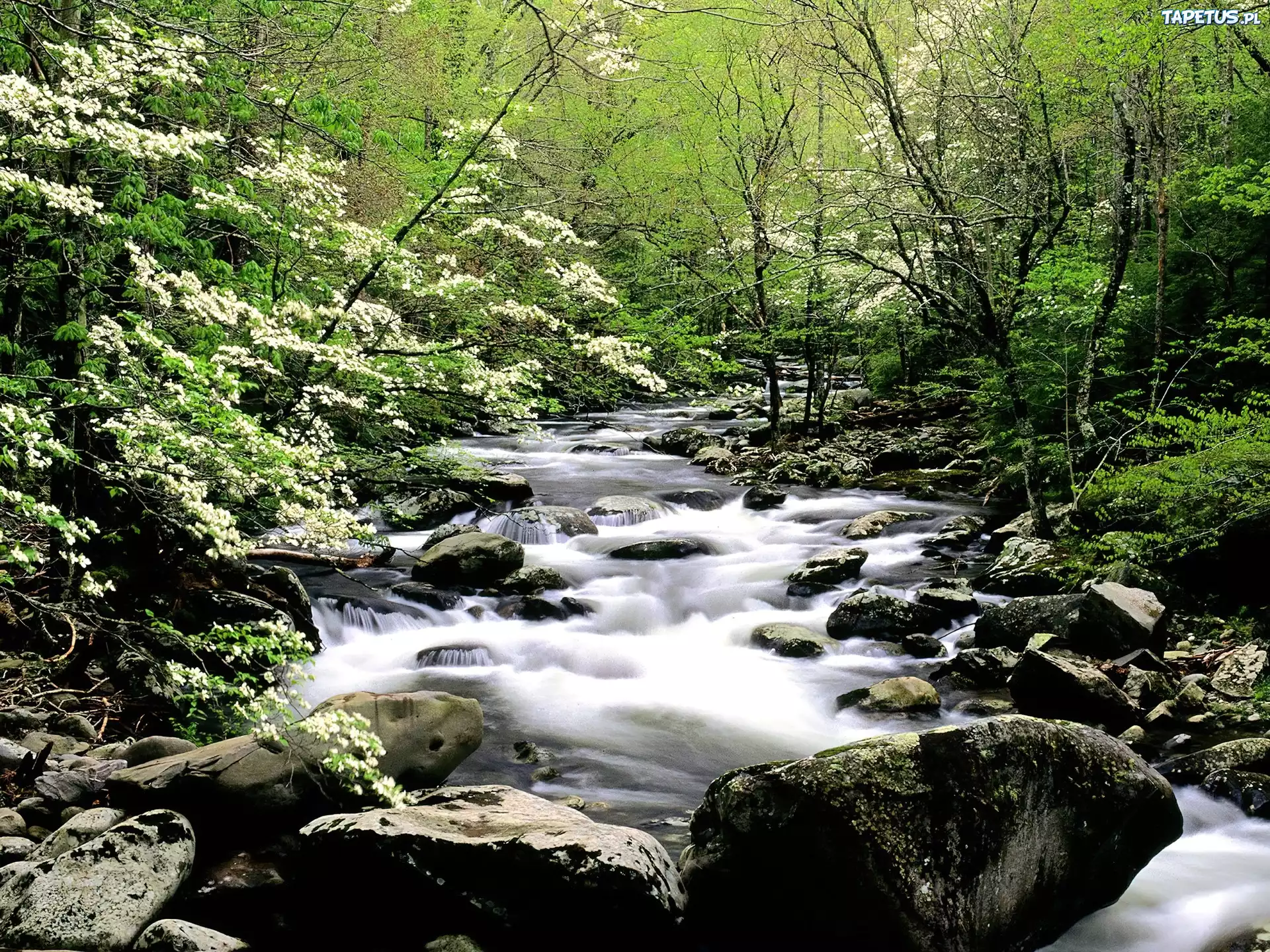 Strumień, Las, Kamienie, Wiosna