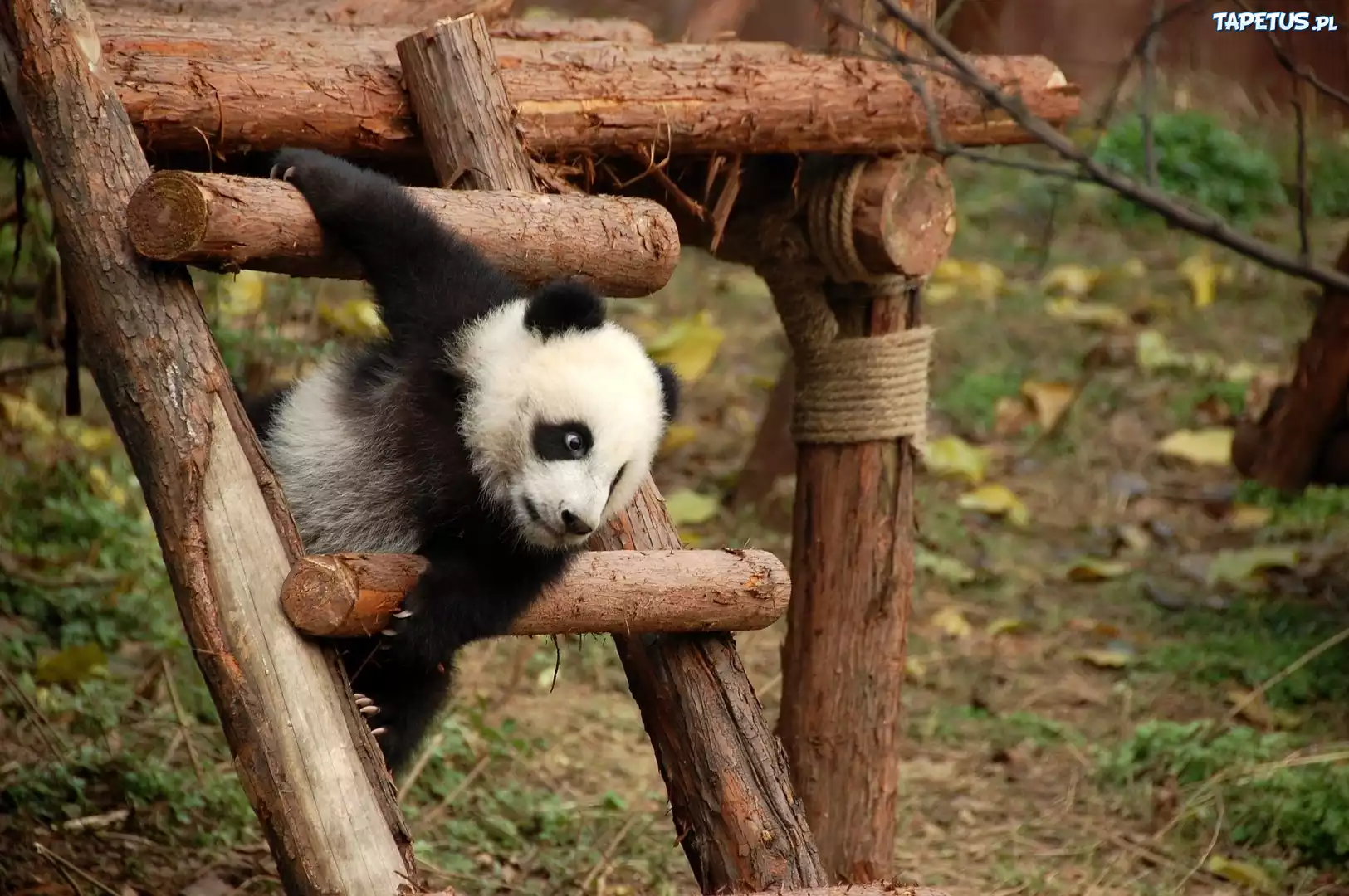 Mała, Panda, Plac, Zabaw