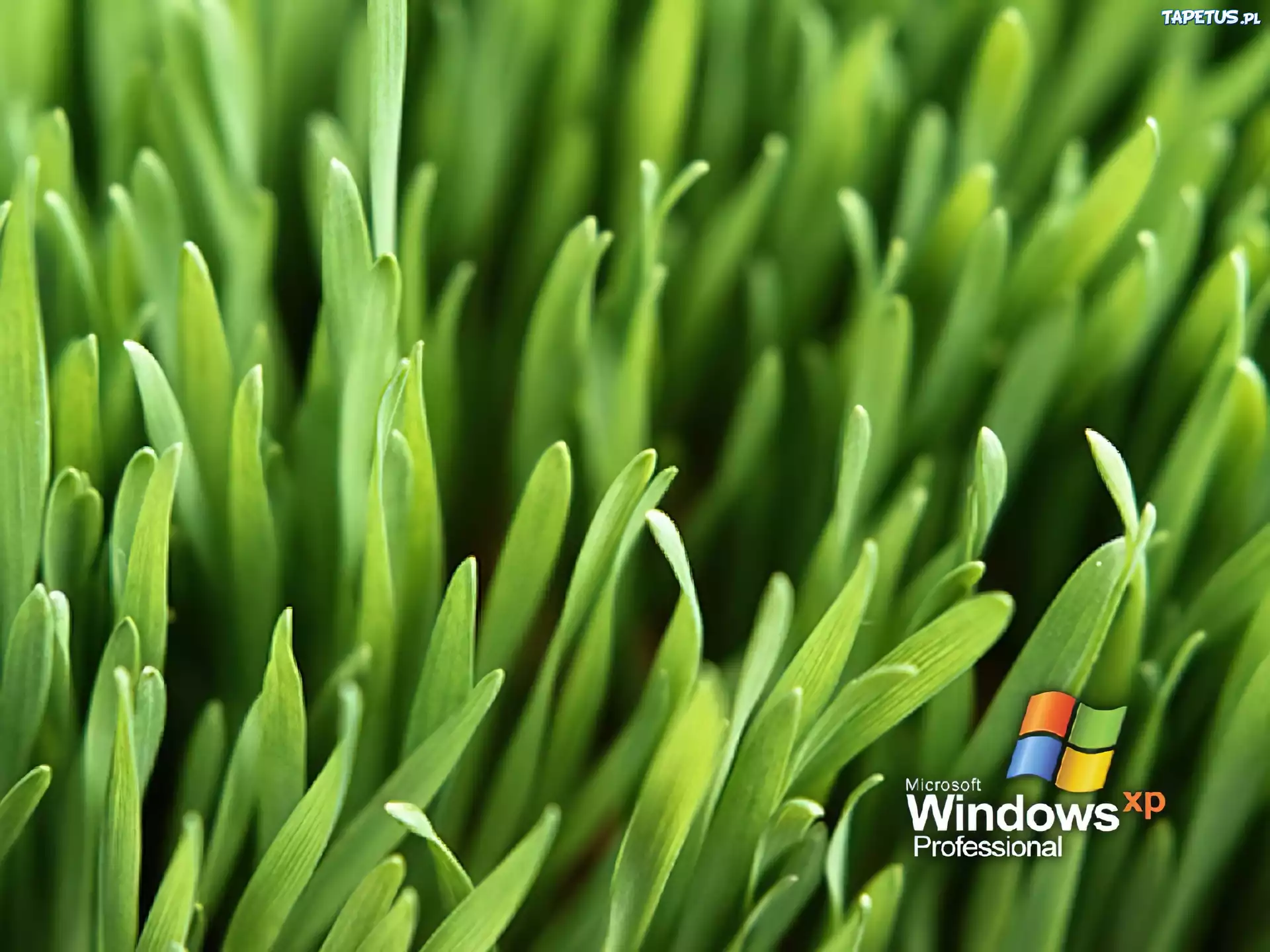 Windows XP, microsoft, trawa