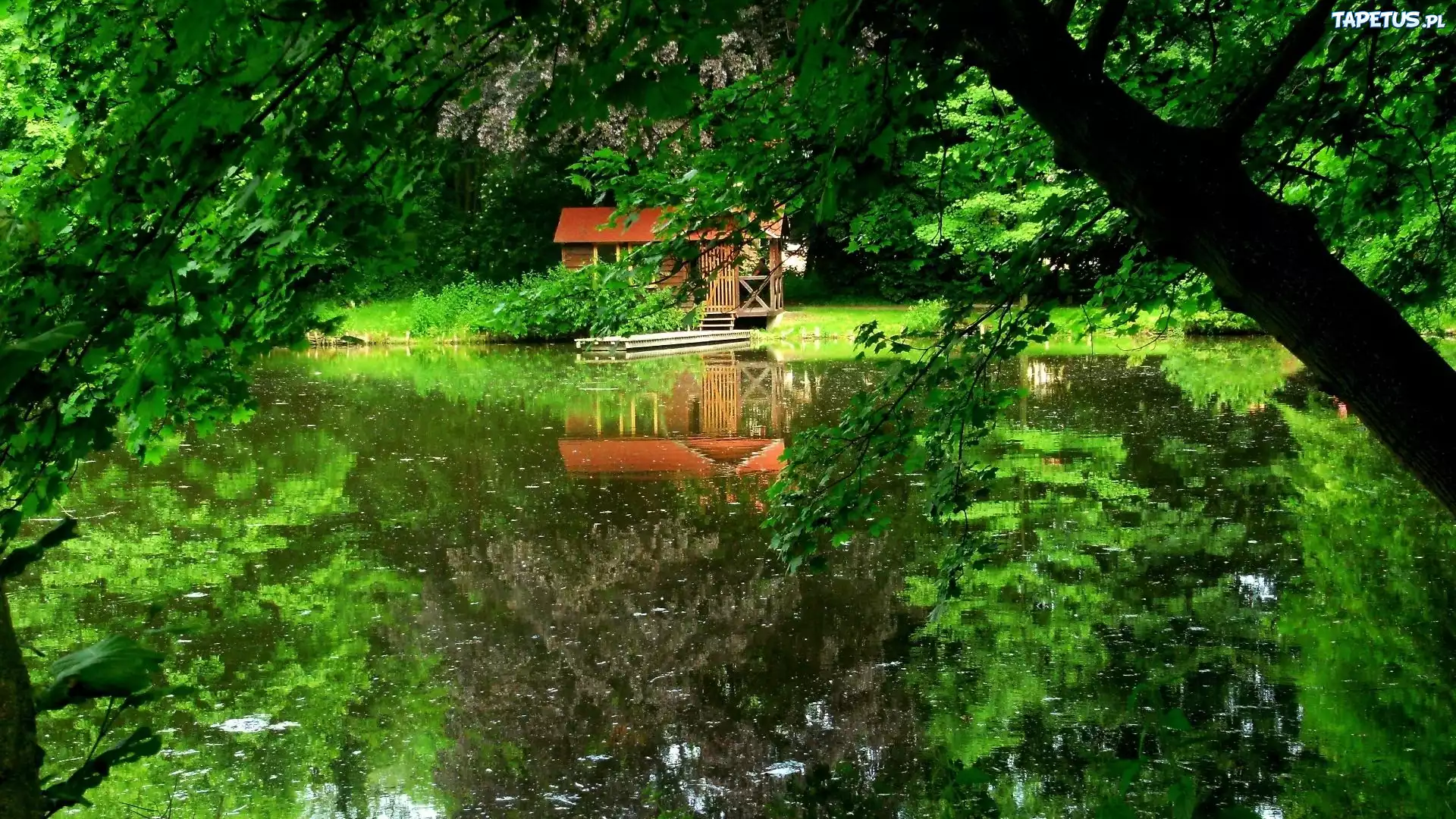 Jezioro, Drzewa, Domek