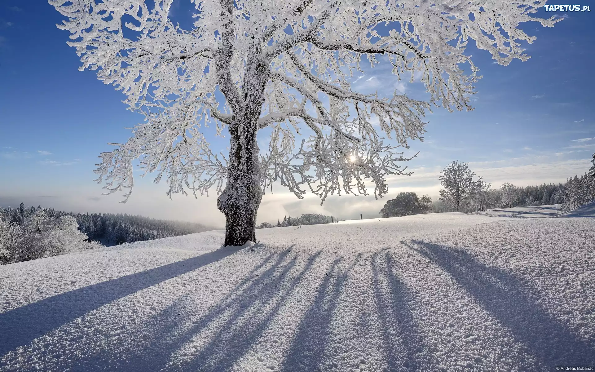 Piękny, Słoneczny, Zimowy, Dzień