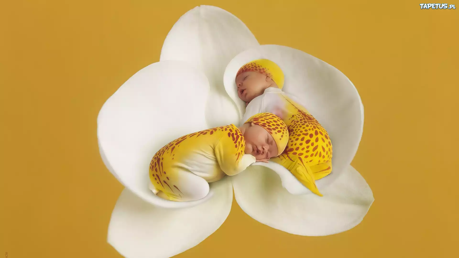 Dwa, Śpiace, Bliźniaki, Storczyk, Anne Geddes