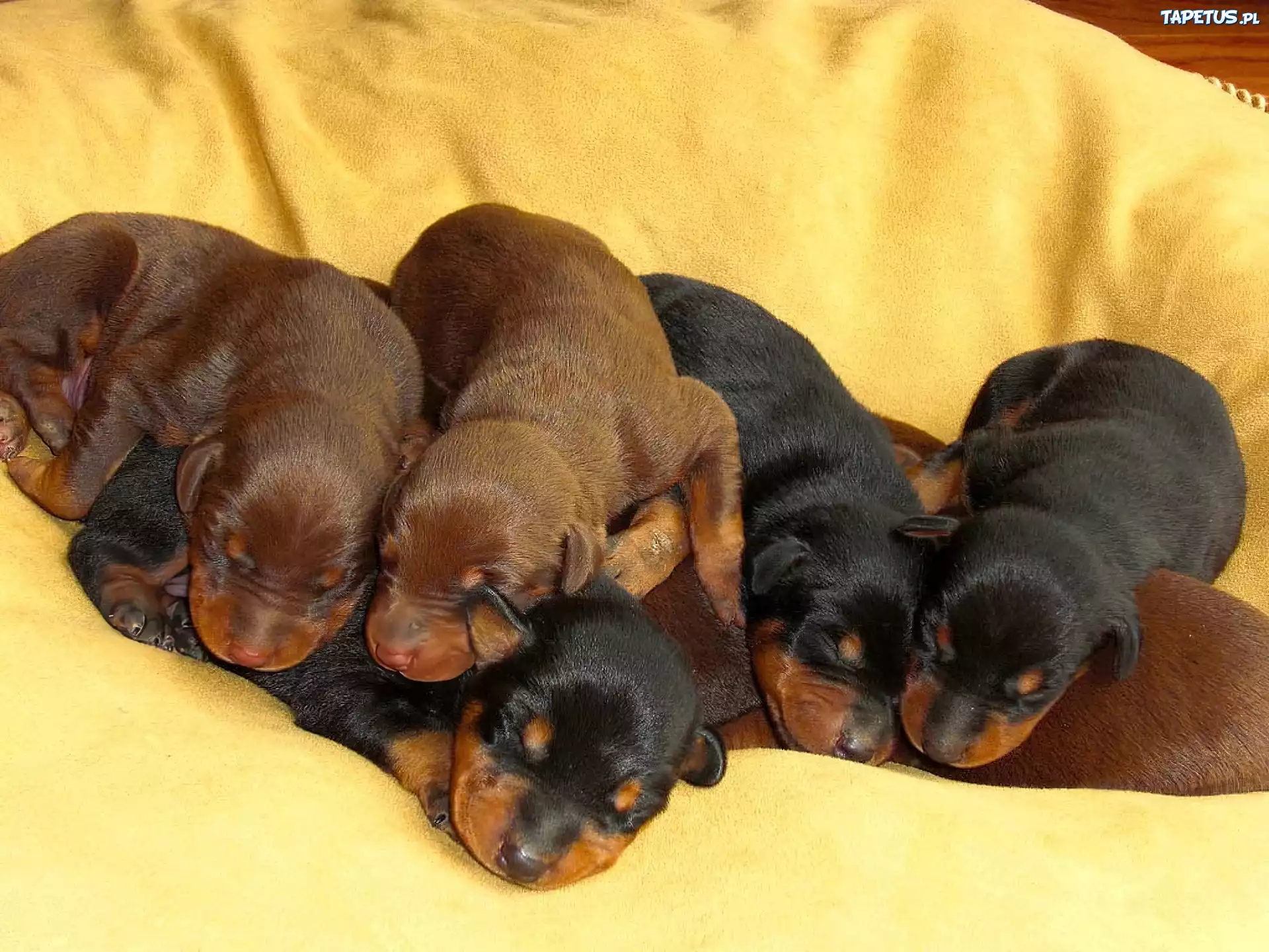 Szczenięta, Dobermana