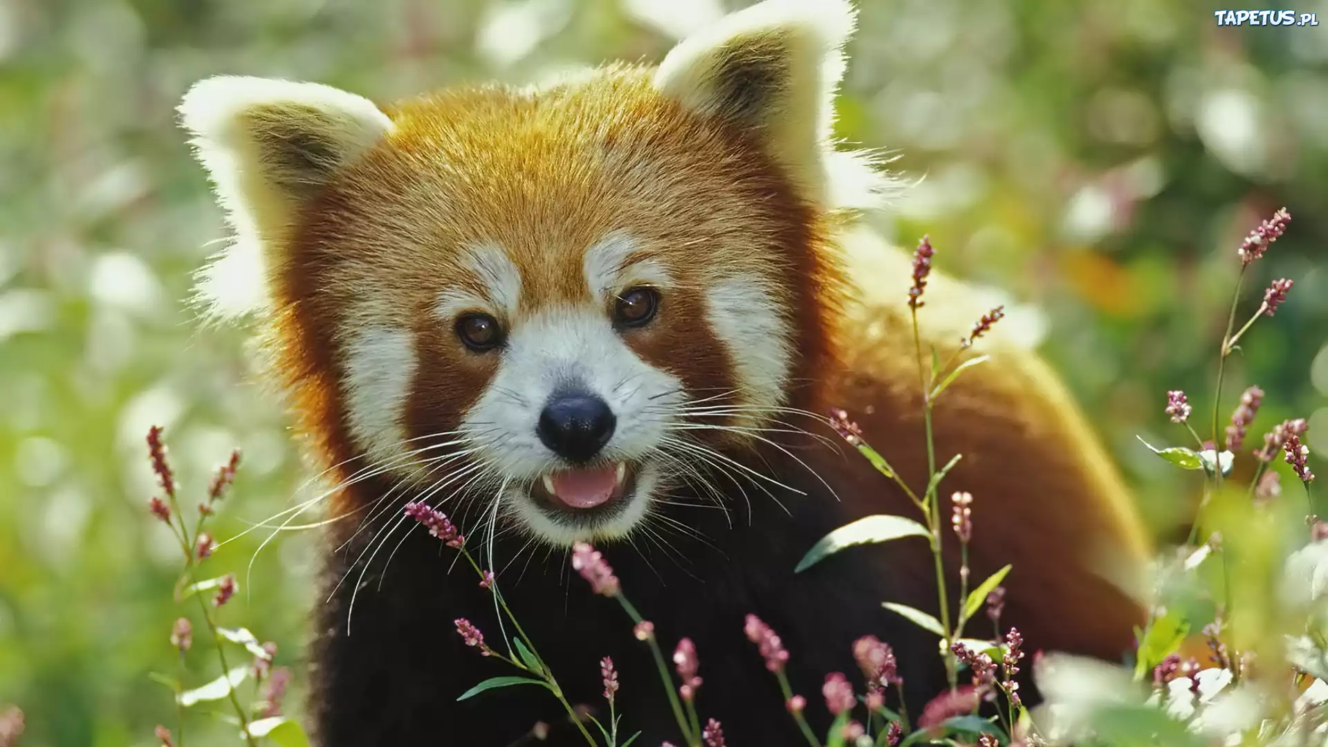Panda, Czerwona