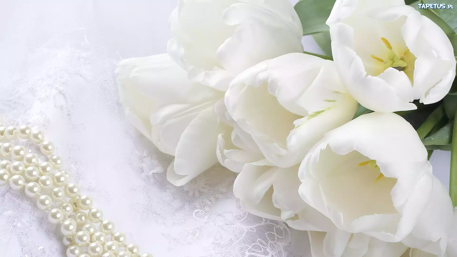 Białe, Tulipany, Perły