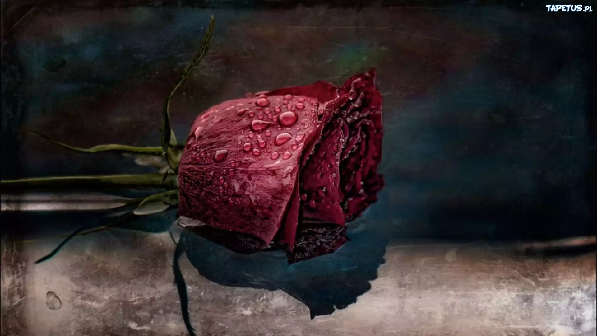 Вторая жизнь розам. Розы натюрморт бордовые. Broken Rose. Still Life / розы на темном фоне. Розы темно красные бархатные.