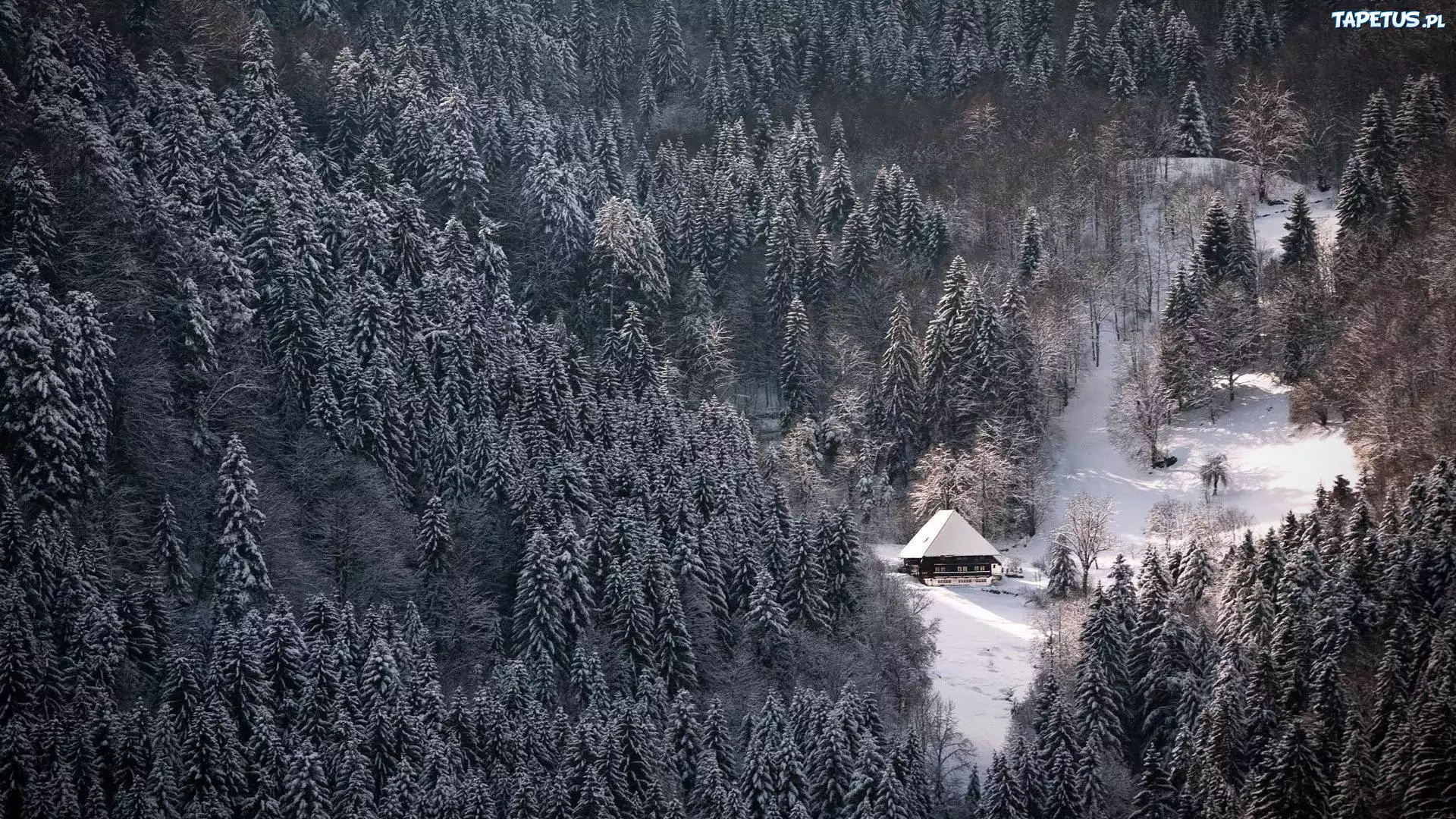 Górska, Chatka, Las, Świerki, Zima