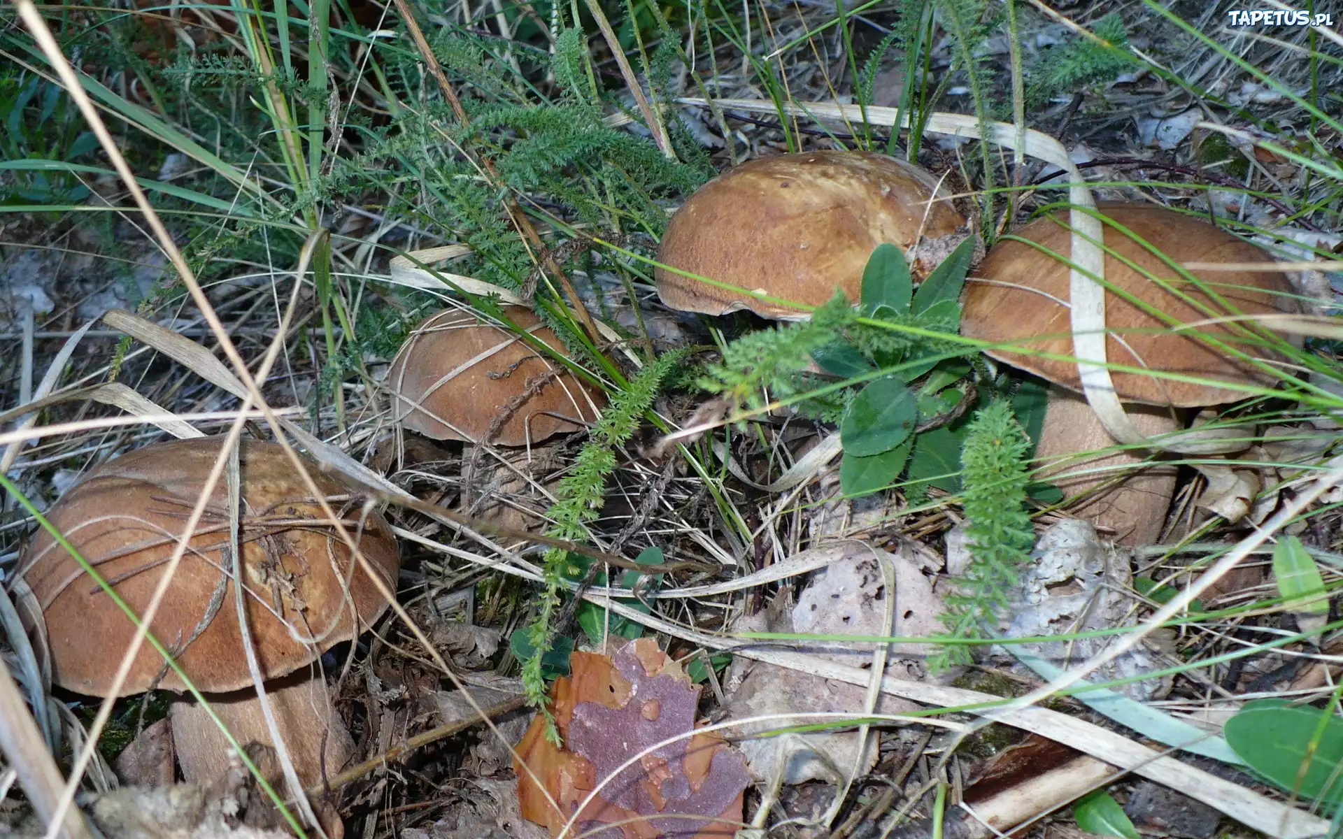 Rodzina, Prawdziwków