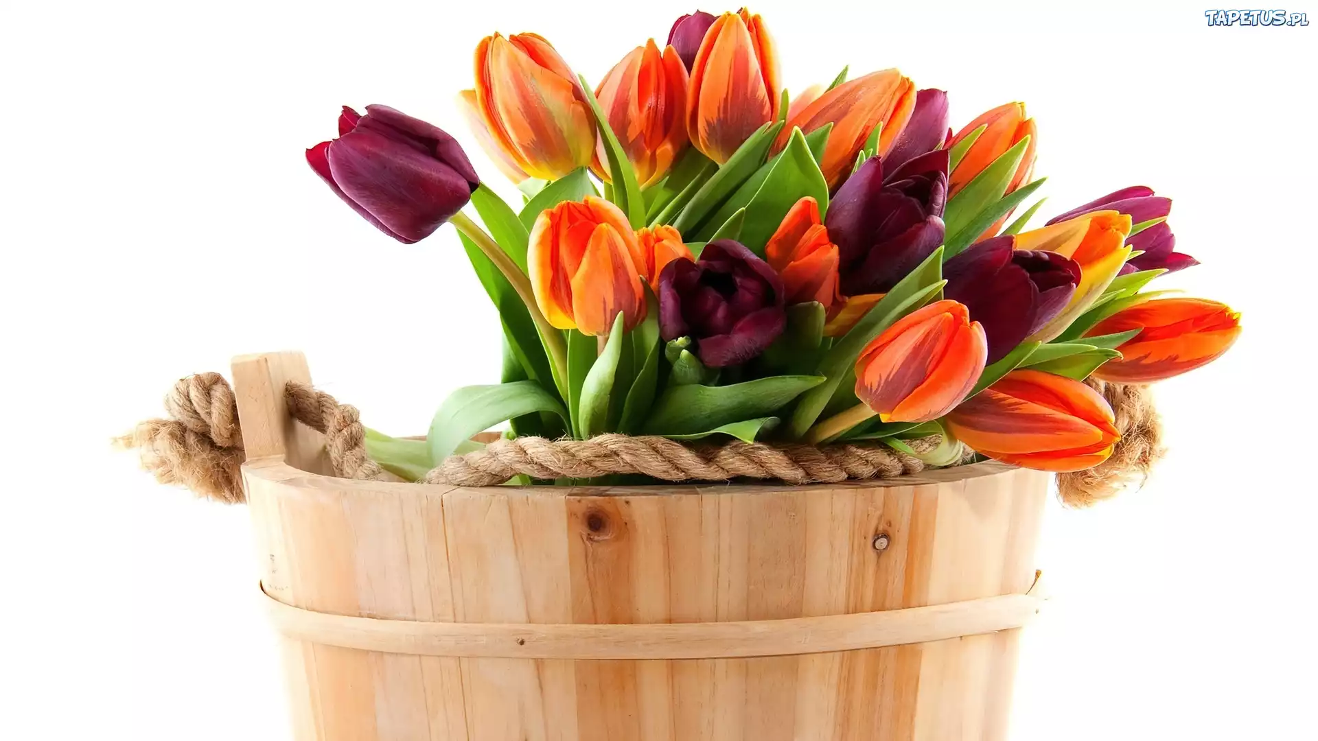 Drewniany, Ceberek, Tulipany