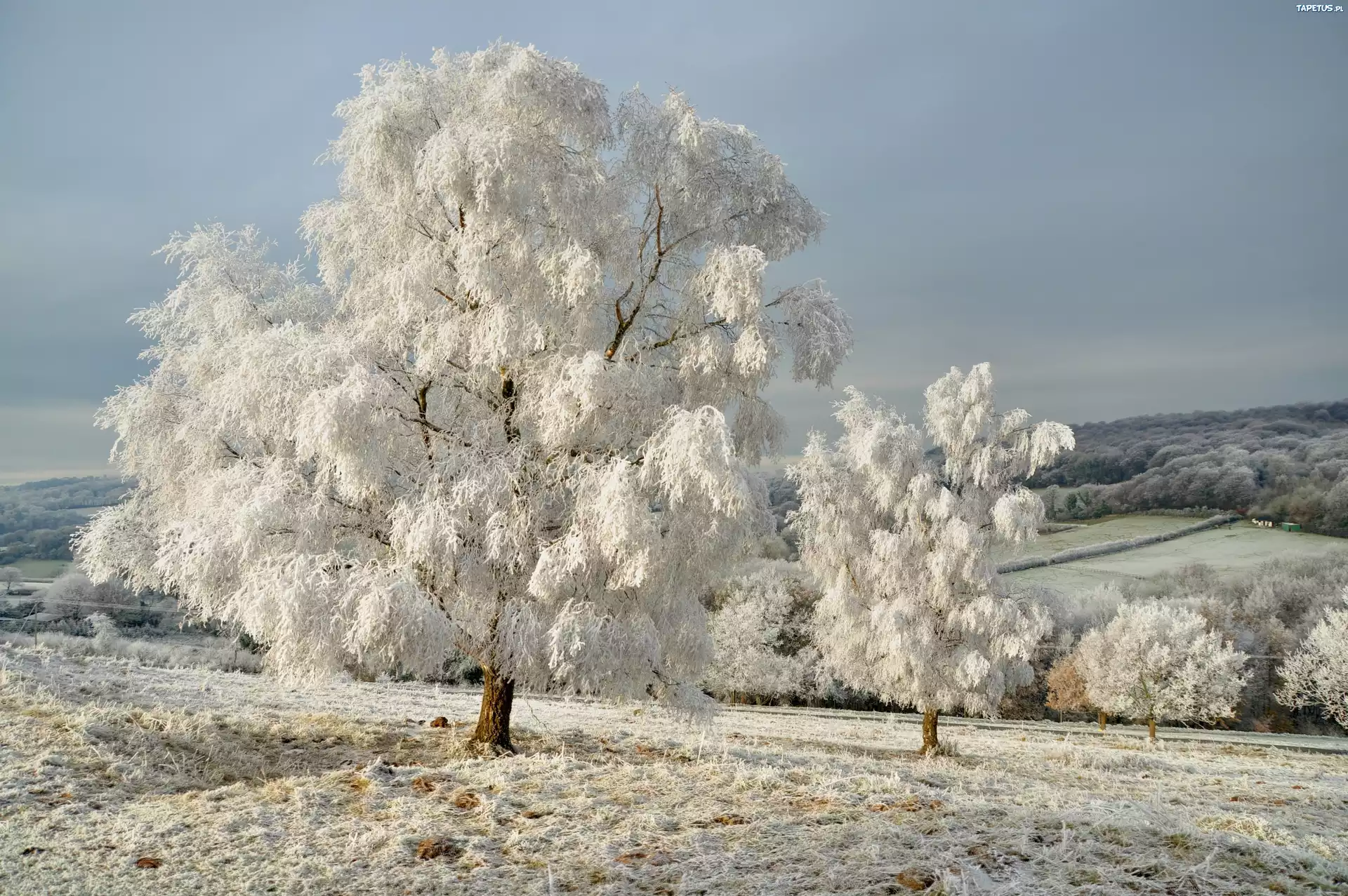 снег зима деревья иней snow winter trees frost бесплатно