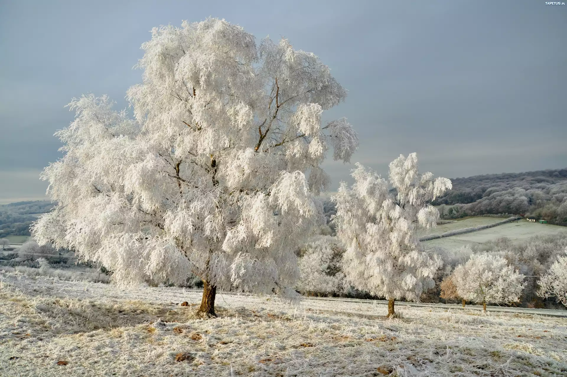 дерево снег tree snow загрузить