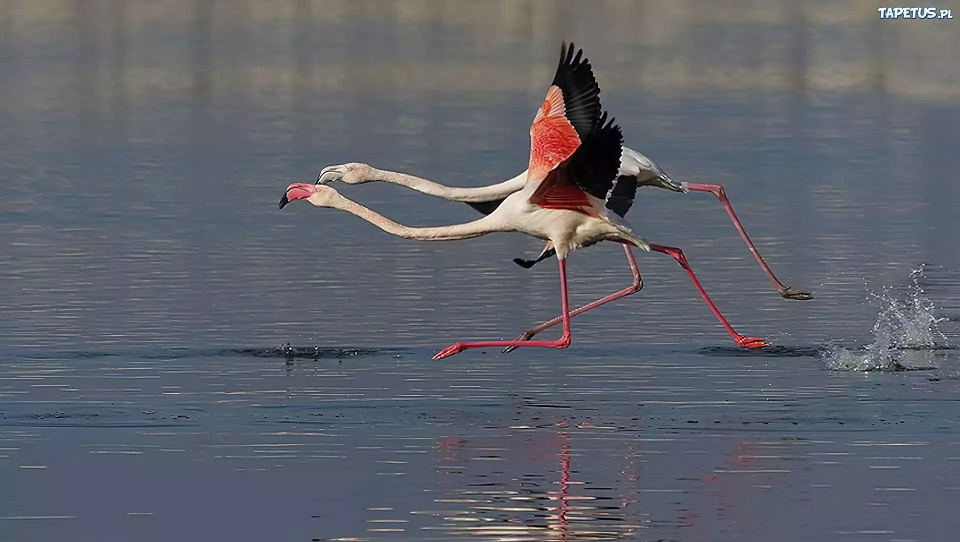 Flamingi, Woda, Bieg