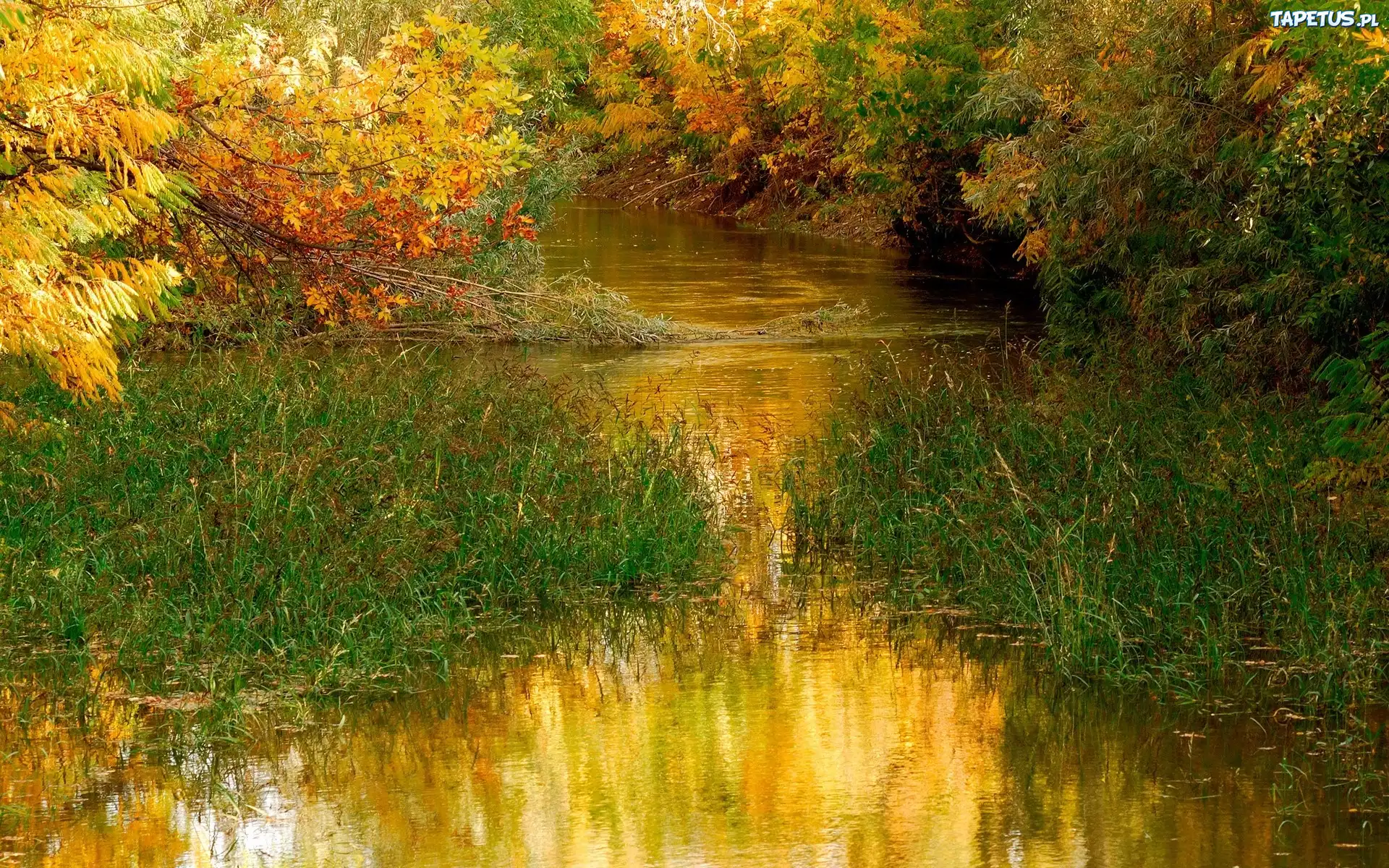 Drzewa, Woda, Jesień