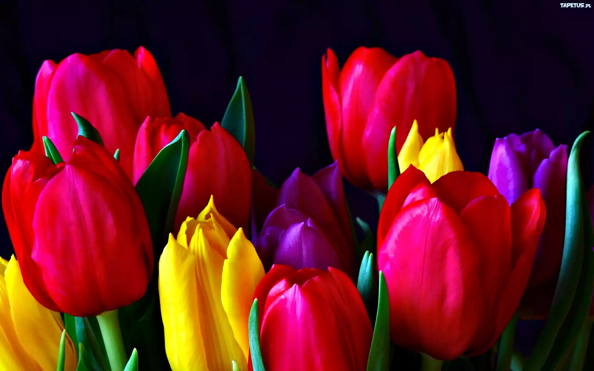 Kolorowe, Tulipany
