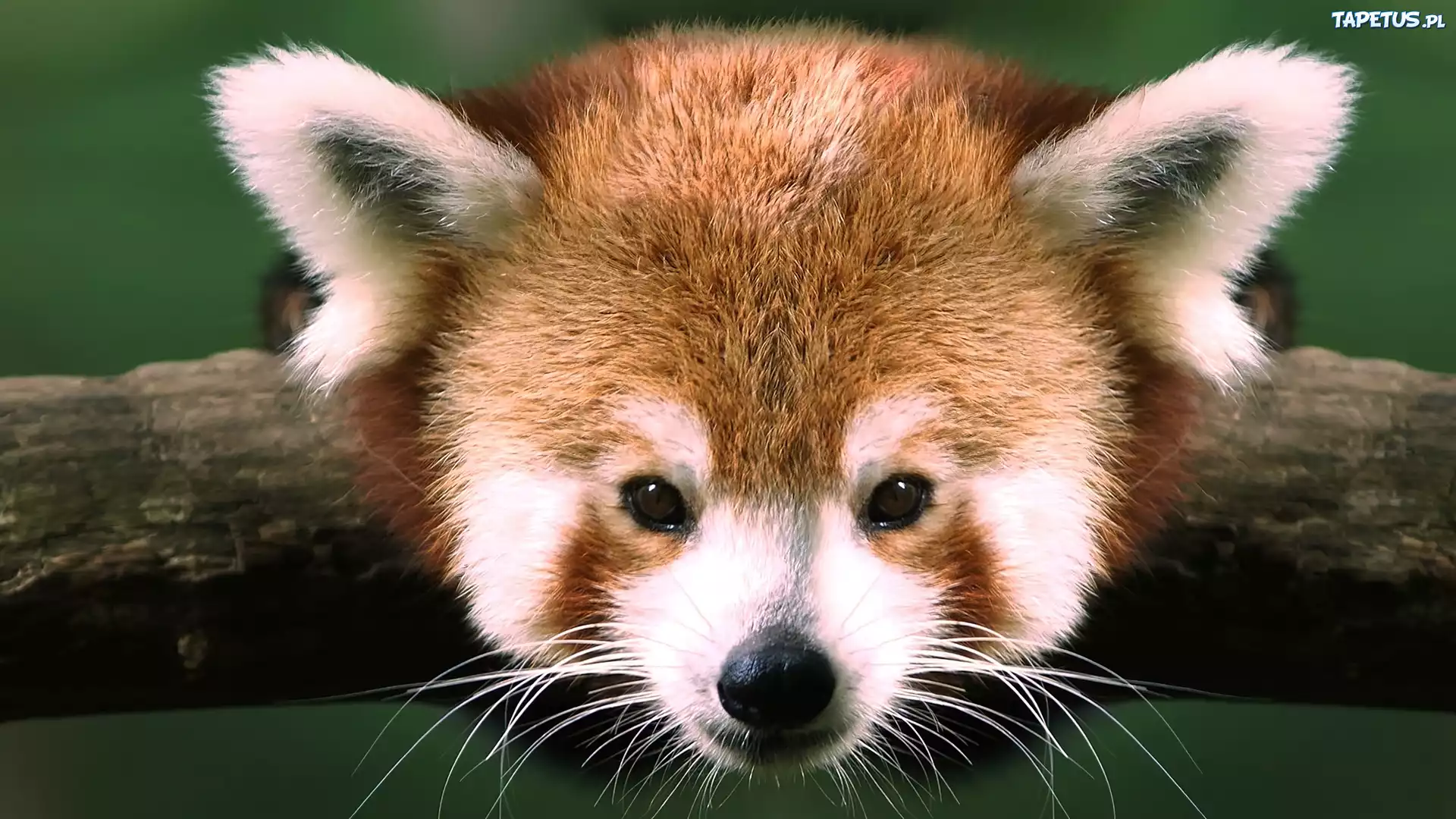 Panda, Czerwona