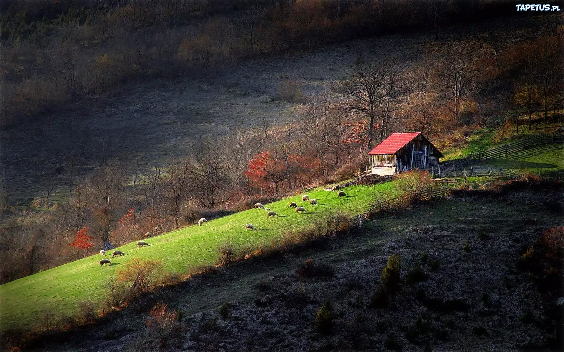 Łąka, Drzewa, Domek, Barany