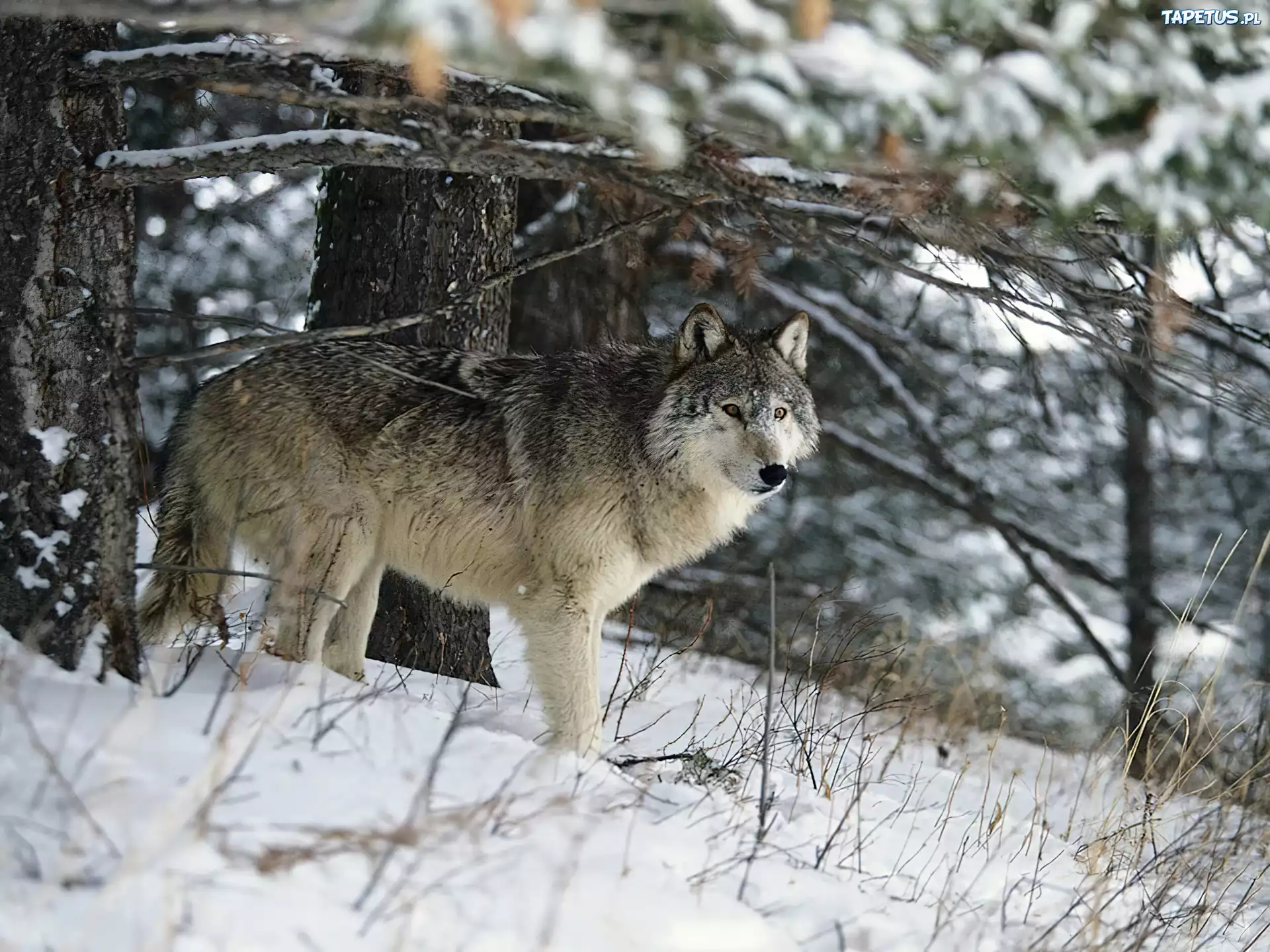 Дикие волки 3. Северо кавказский волк. Звери в лесу. Волк зимой. Волк в зимнем лесу.