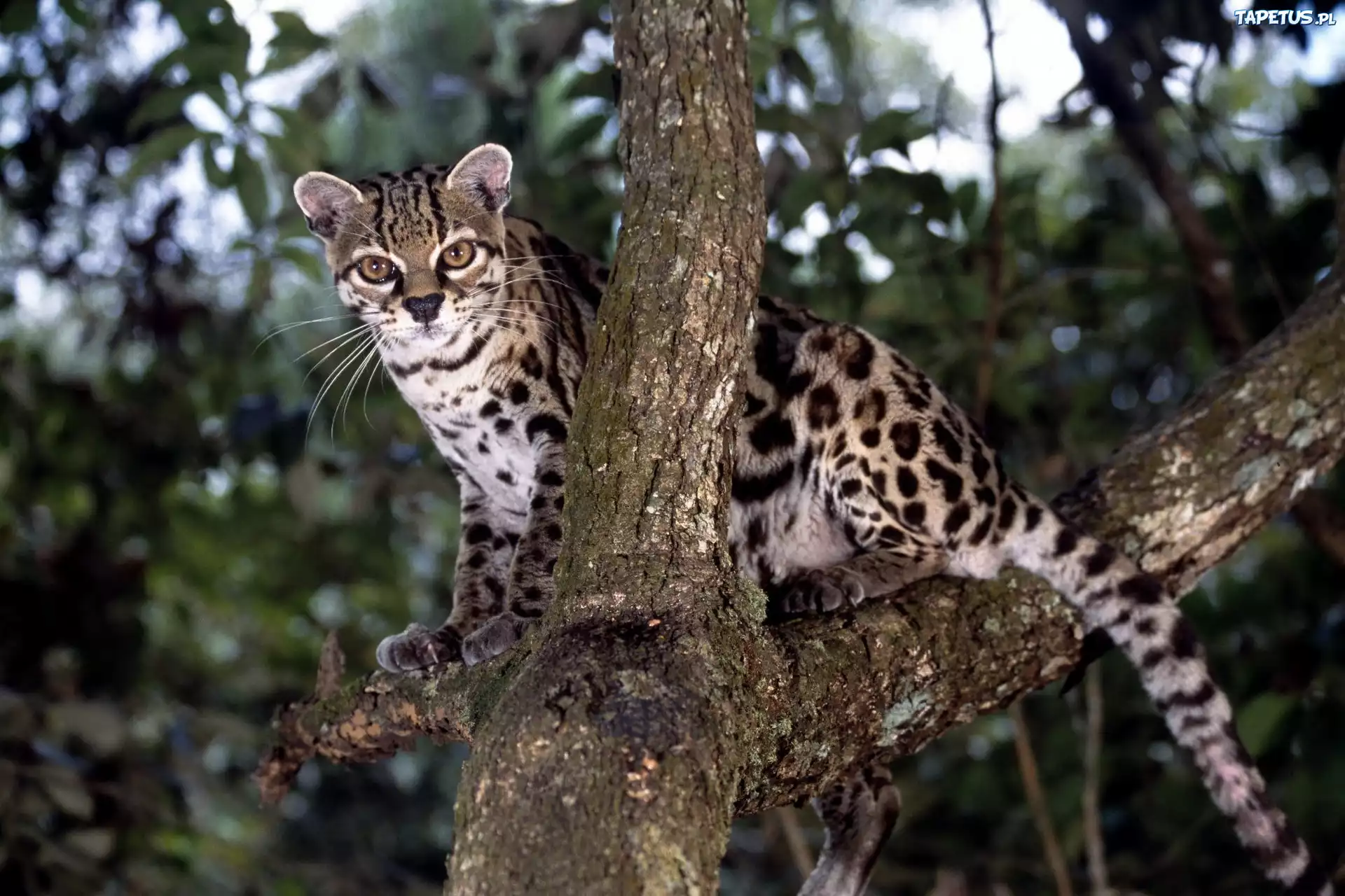 Dziki, Ocelot, Drzewo