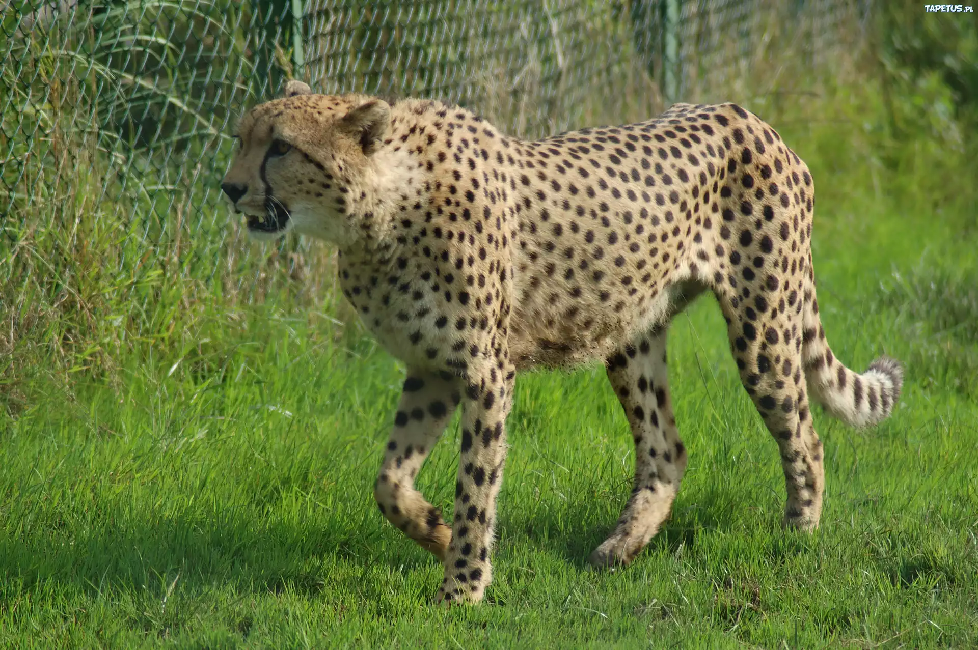 Gepard, Trawa, Ogrodzenie