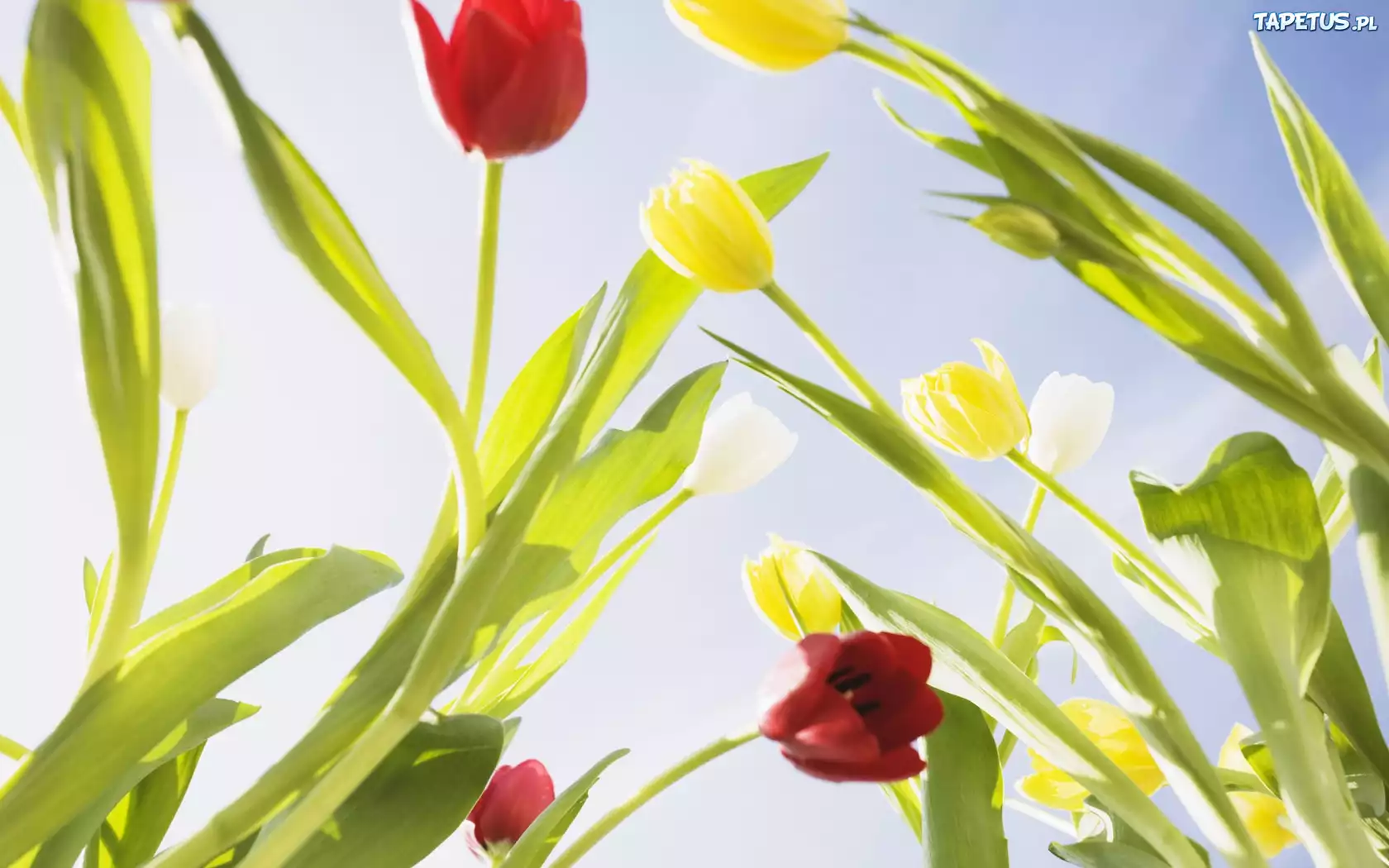 Czerwone, Żółte, Tulipany