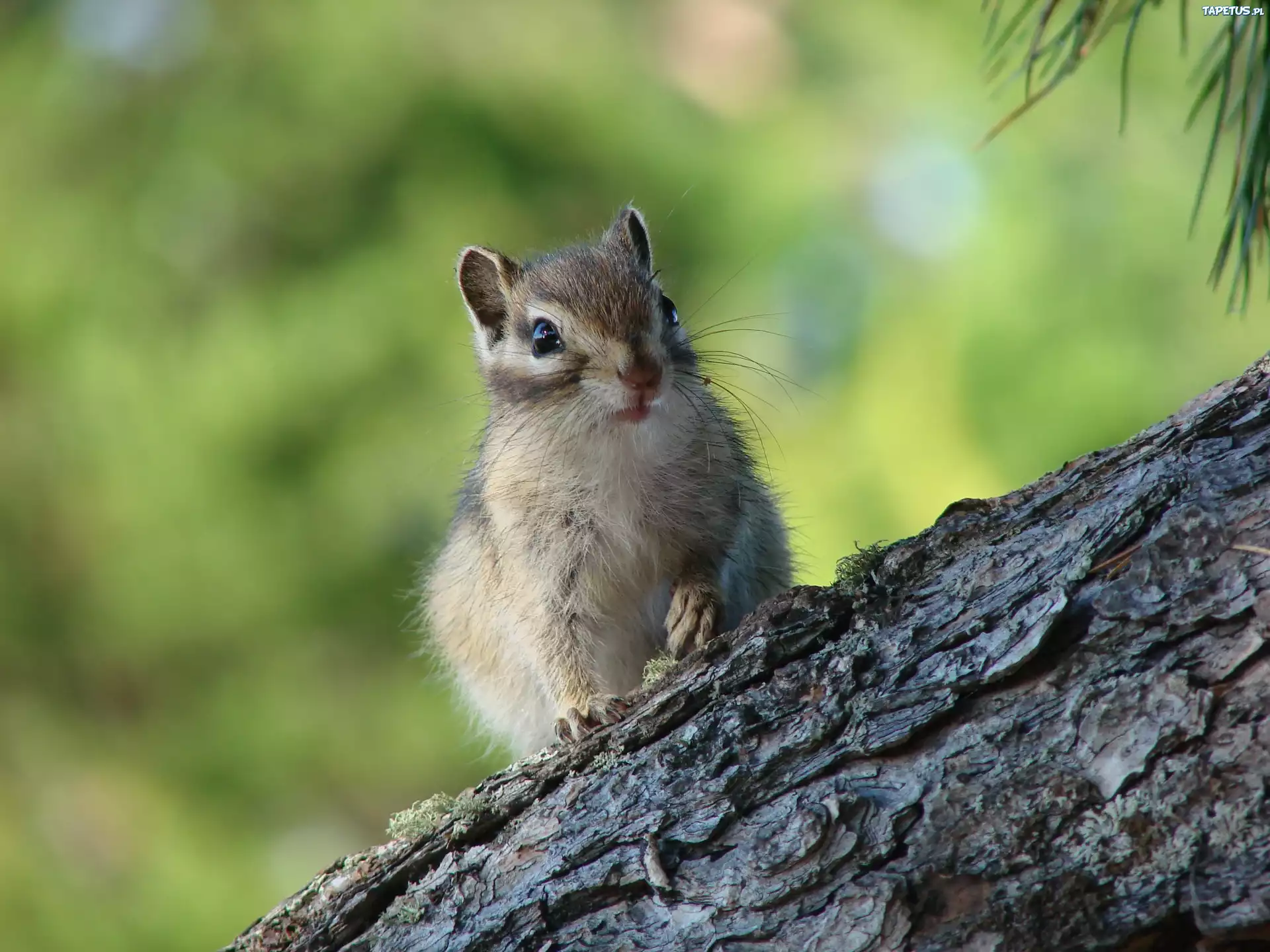 Wiewiórka, Chipmunk, Drzewo