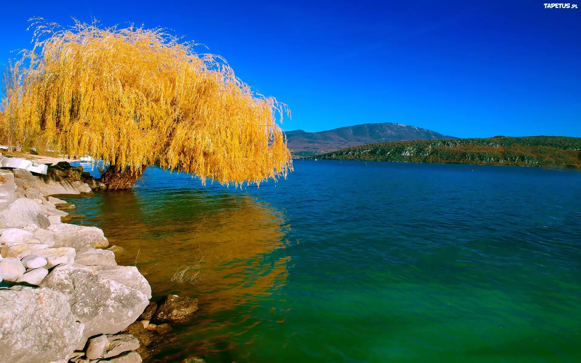 Jezioro, Drzewo