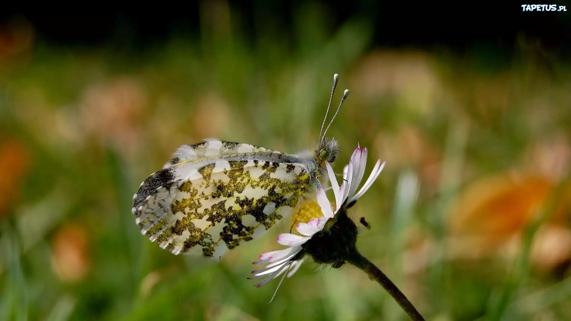 Motyl, Kwiatek