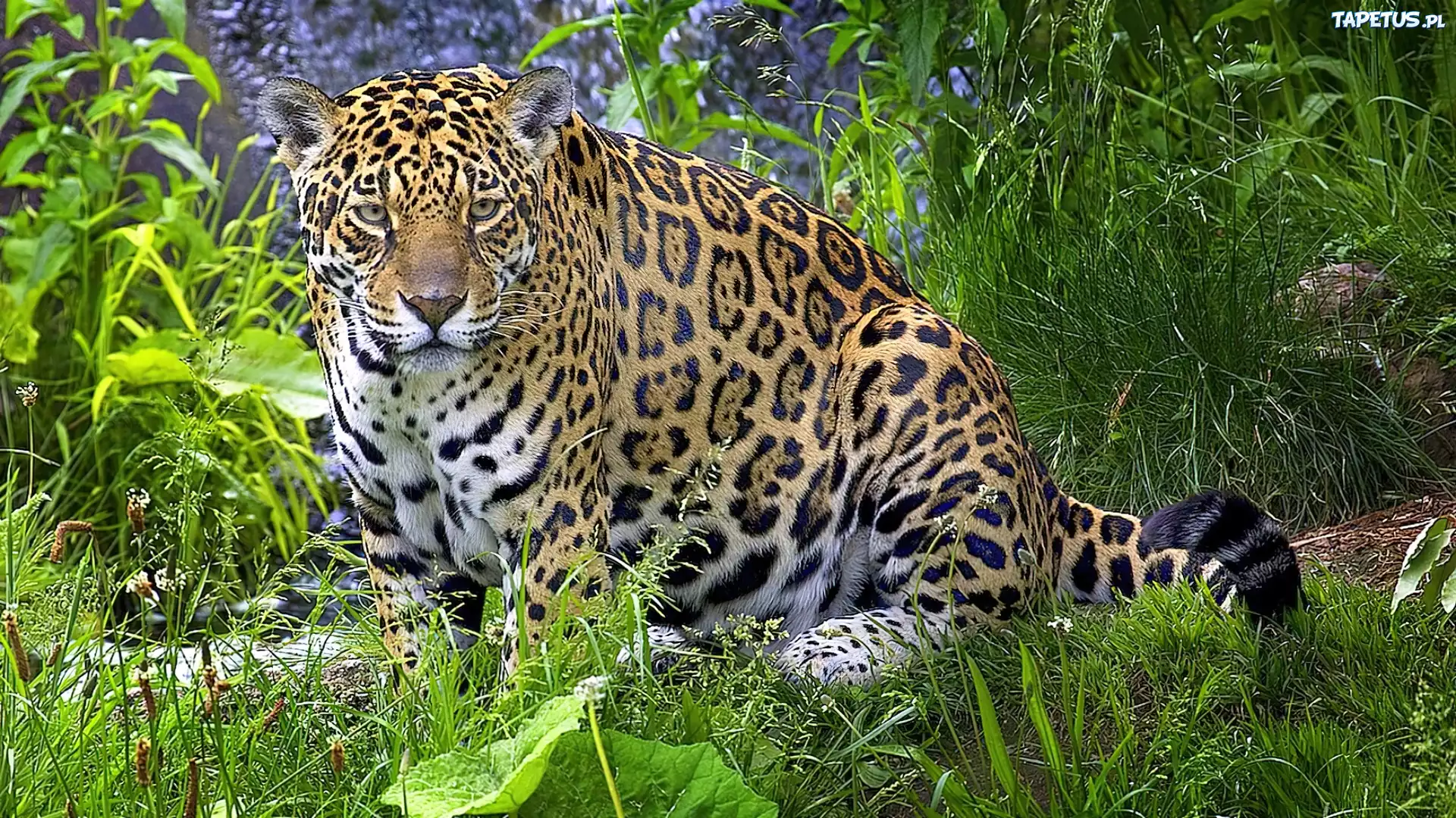Jaguar, Trawa
