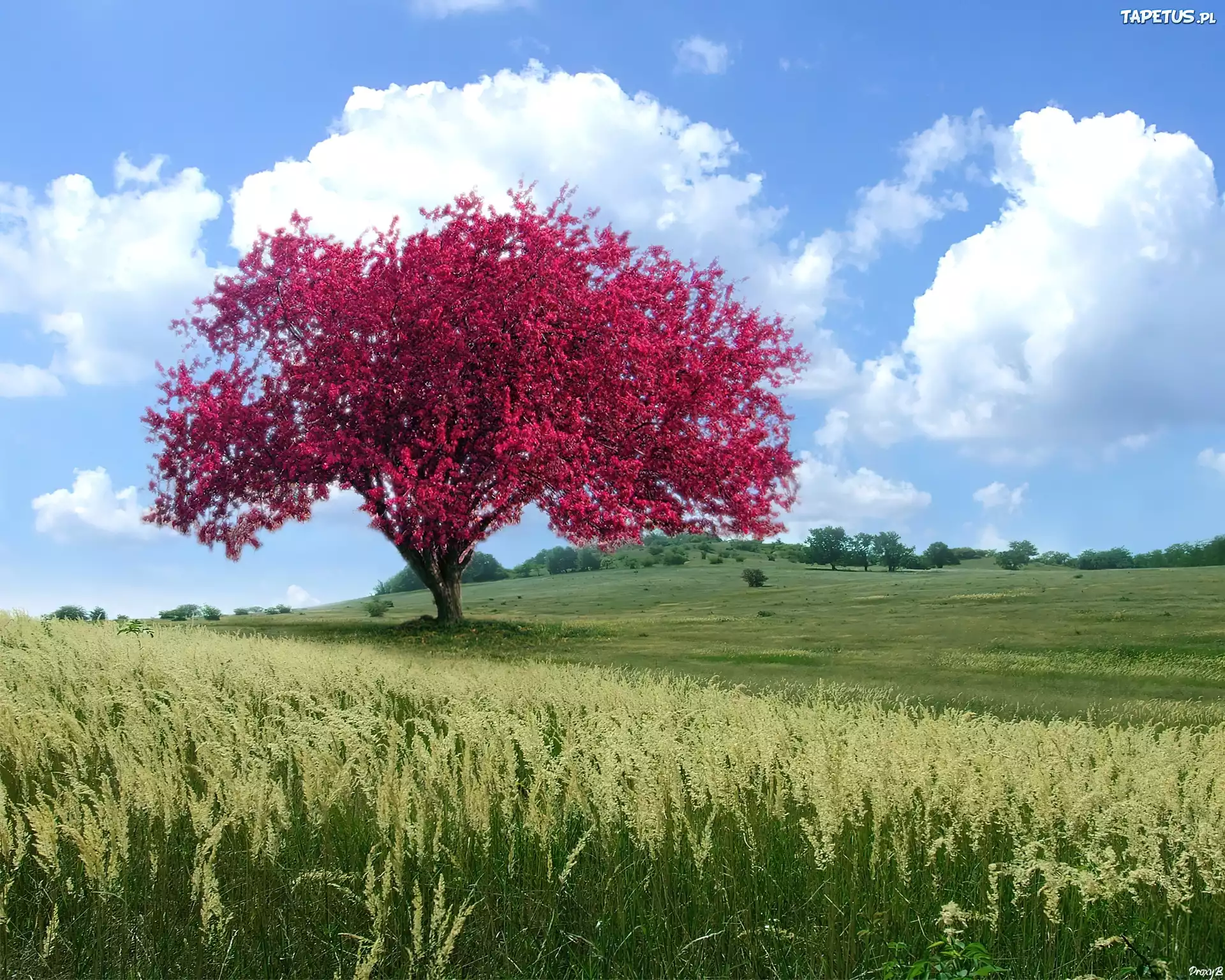 Сон красивые деревья. Красивое дерево. Очень красивое дерево. Одинокое цветущее дерево. Поле одинокое цветущее дерево.