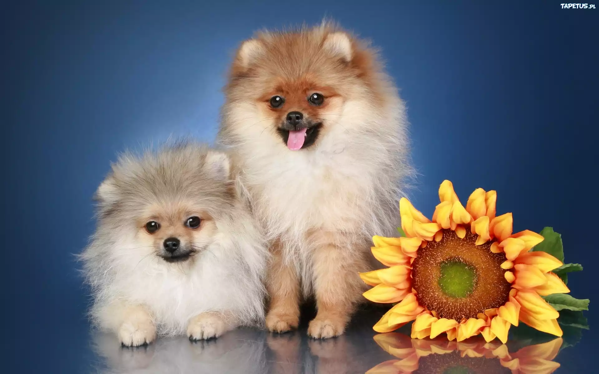 Pieski, Pomeranian