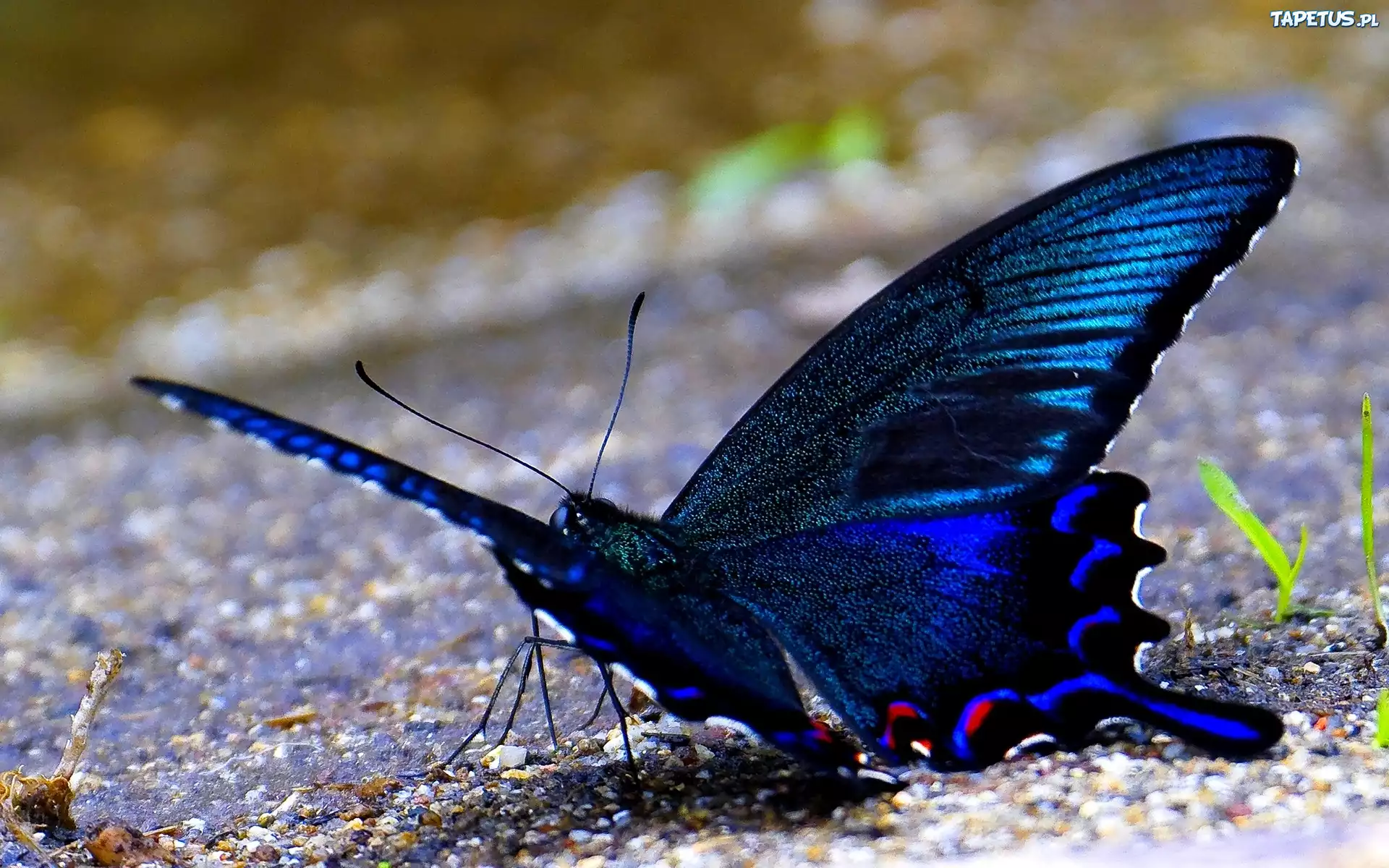 Черно синяя бабочка. Синяя бабочка. Бабочка синяя с черным. Бабочка темно - синяя. Большая темно синяя бабочка.