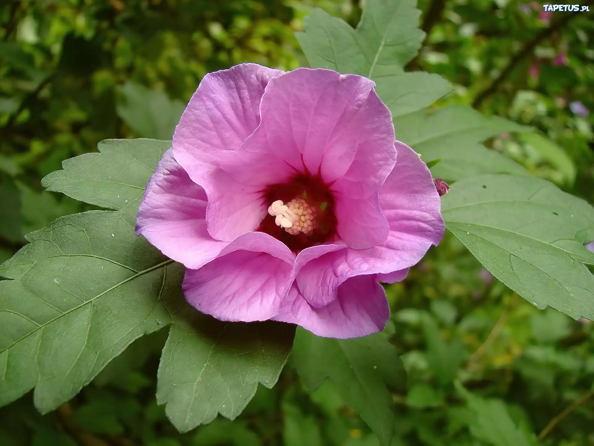Fioletowy, Kwiat, Hibiskus, Liście