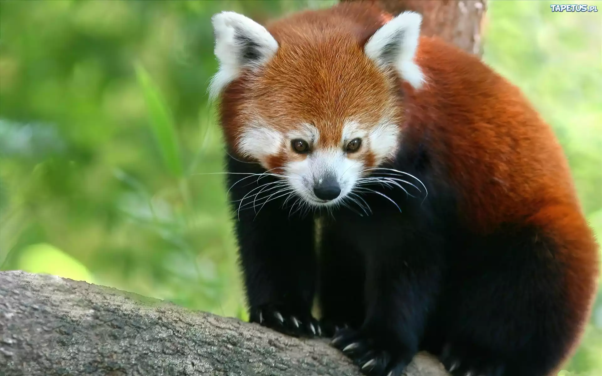Panda, Mała, Czerwona