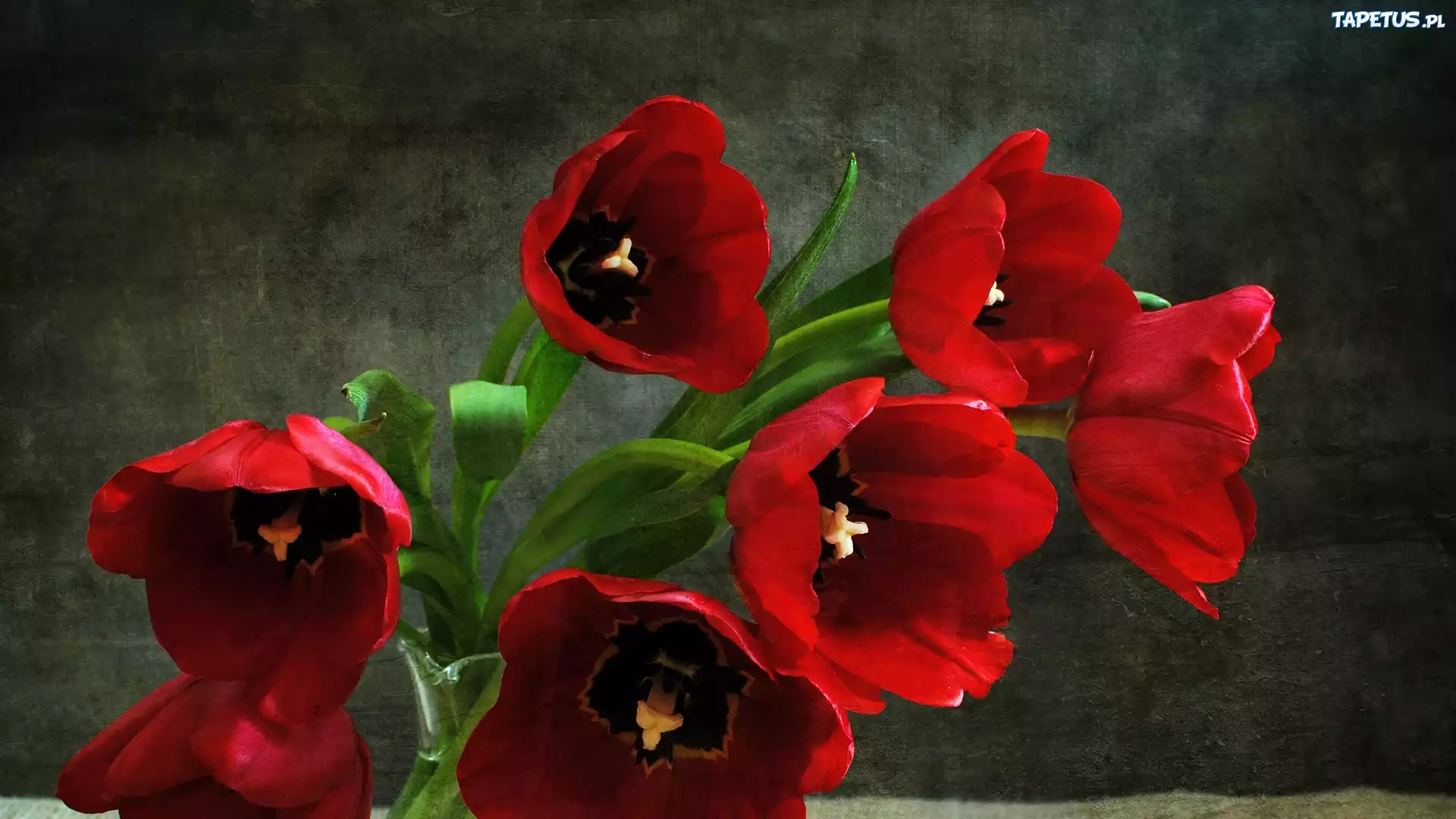 Czerwone, Tulipany