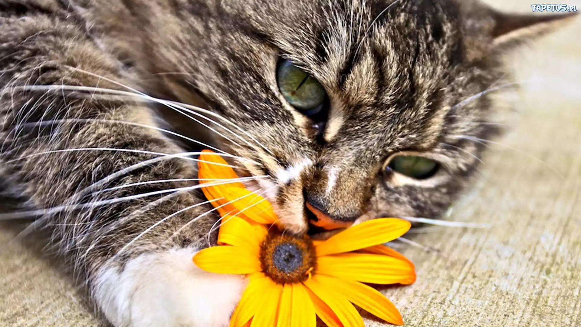 Котенок игра с цветками загрузить