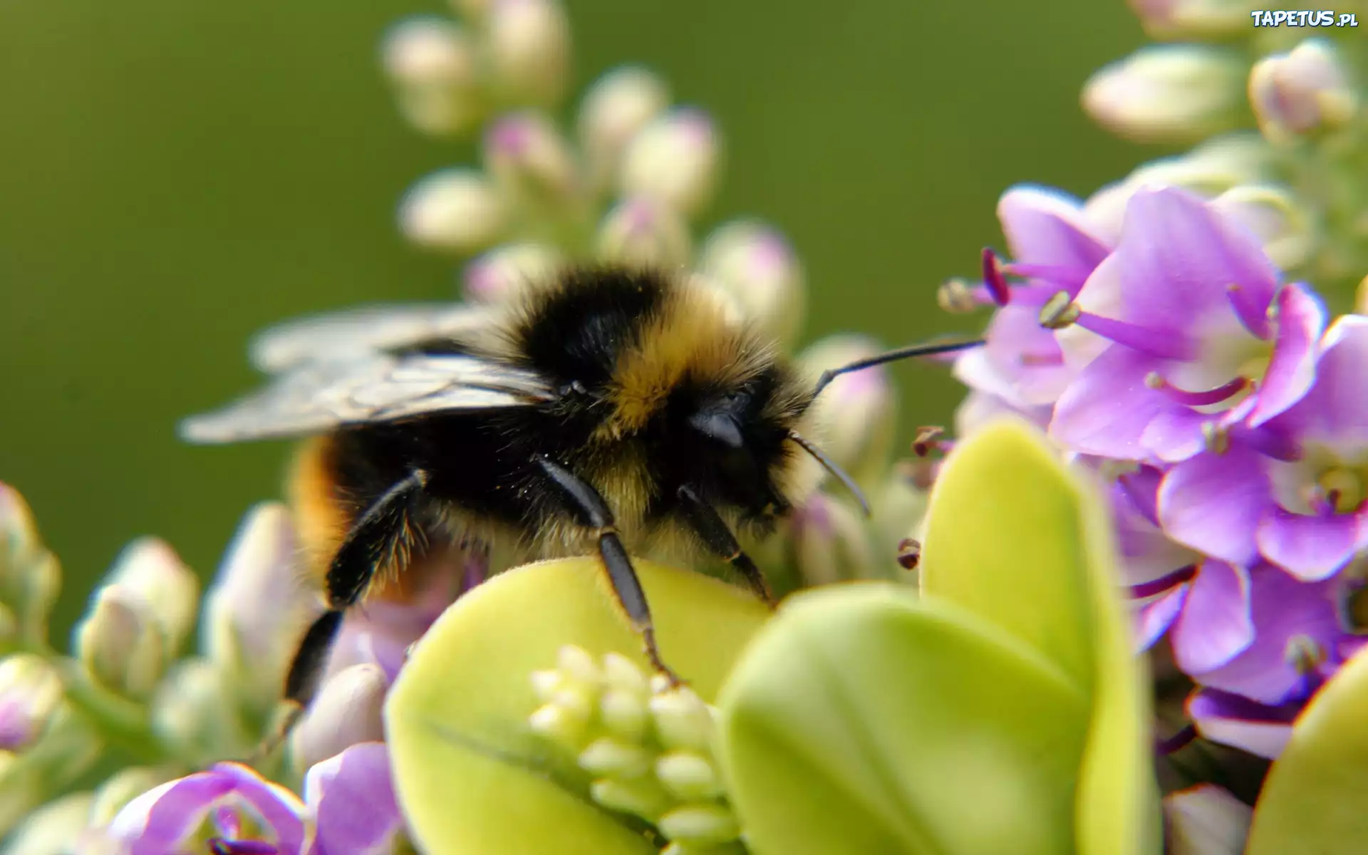 Пчелы пьют весенний. Пчела на цветке. Шмель на цветке. Пчелки на цветах. Пчелы в природе.
