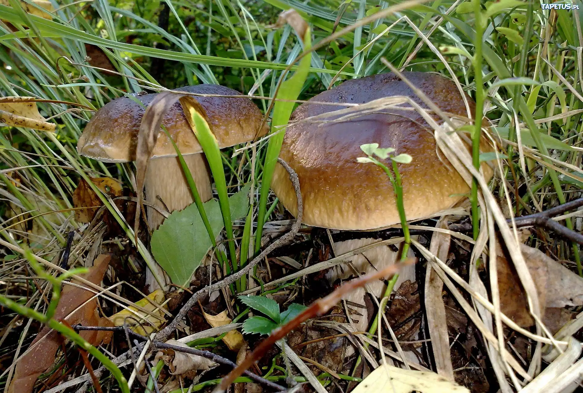 Prawdziwki, Trawa, Runo, Leśne