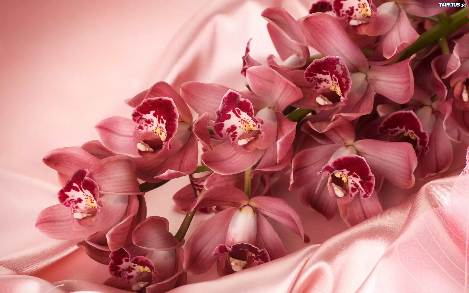 Atłas, Różowe, Orchidee
